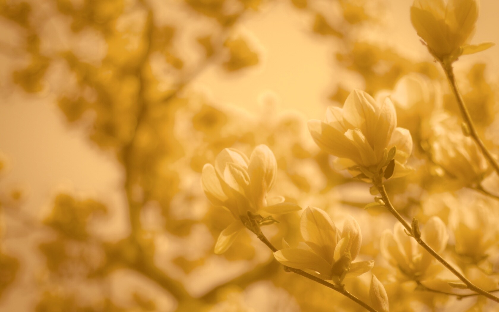 Желтые цветы распустились обои