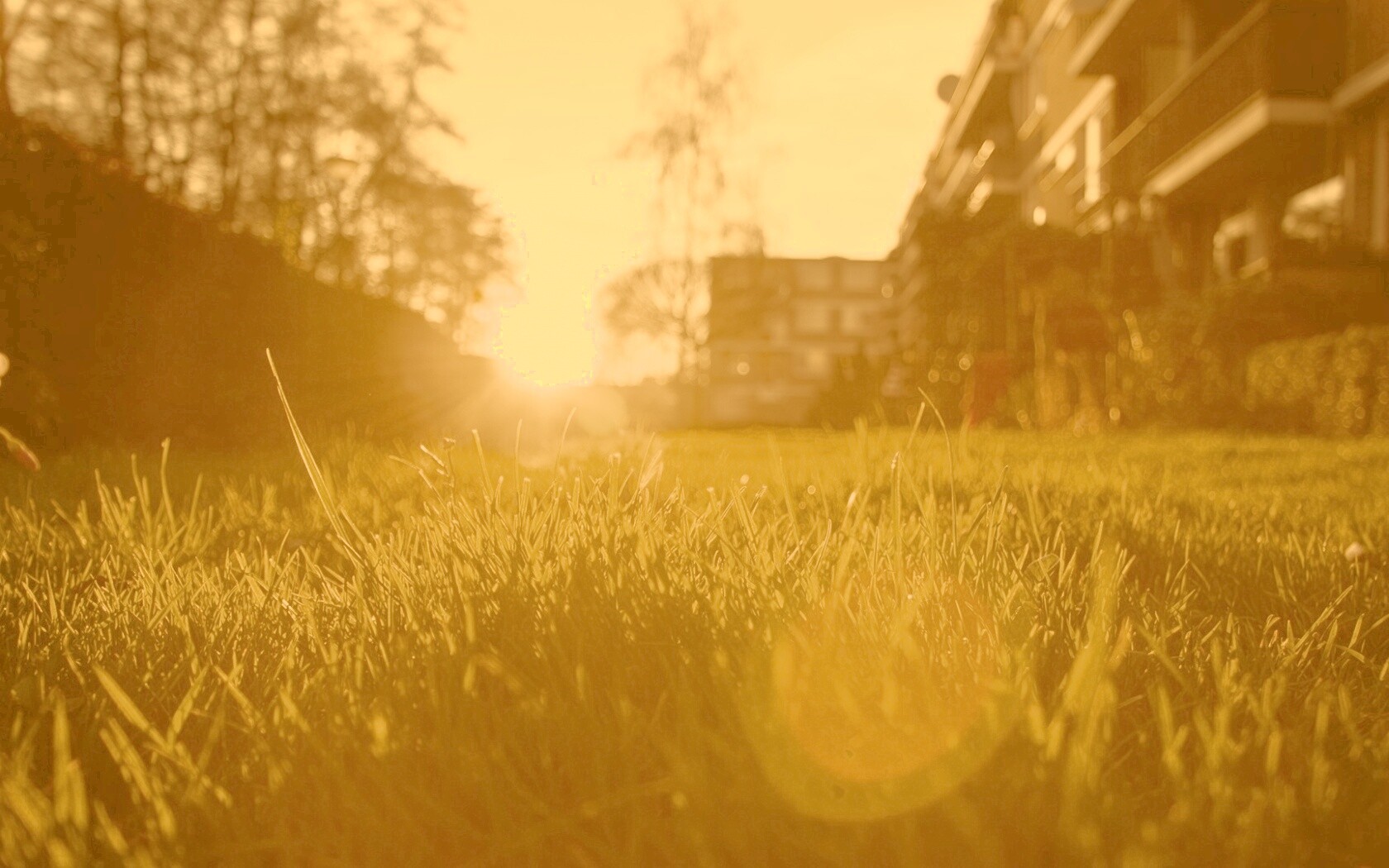 Трава во дворе обои