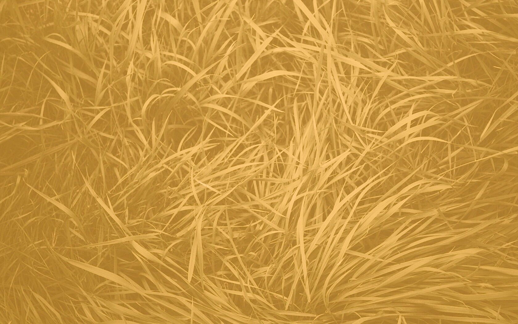 Блеклая трава обои