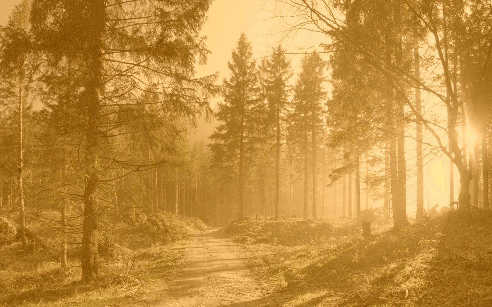 Лесная дорога обои