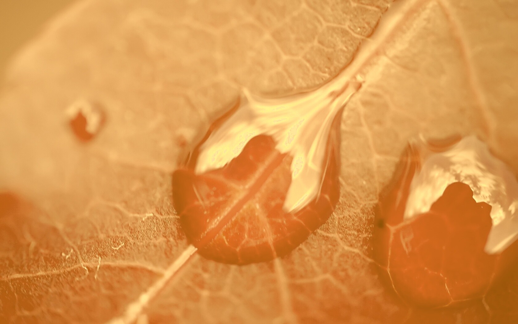 Две капли на красном листке обои