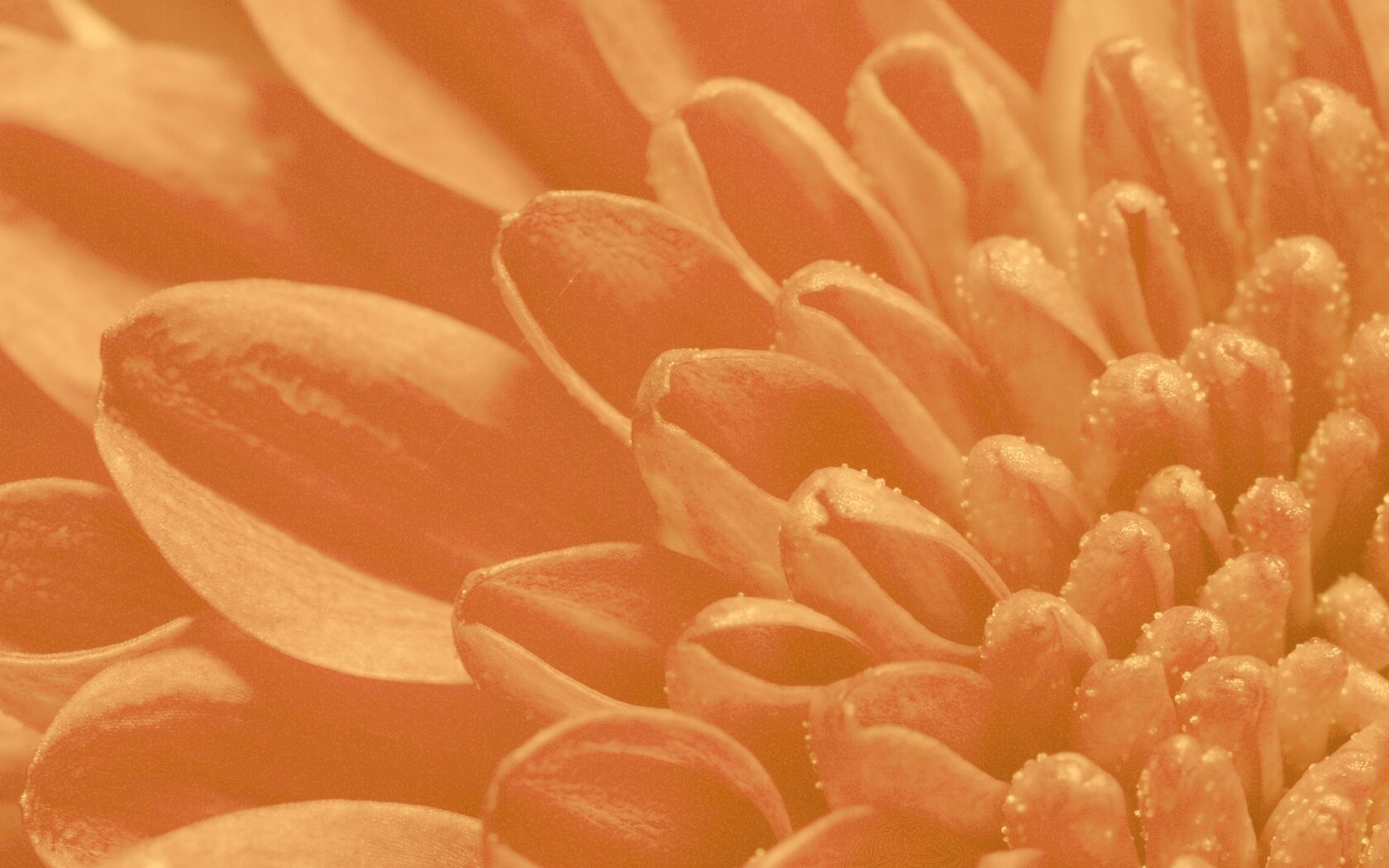 Лепестки хризантемы обои