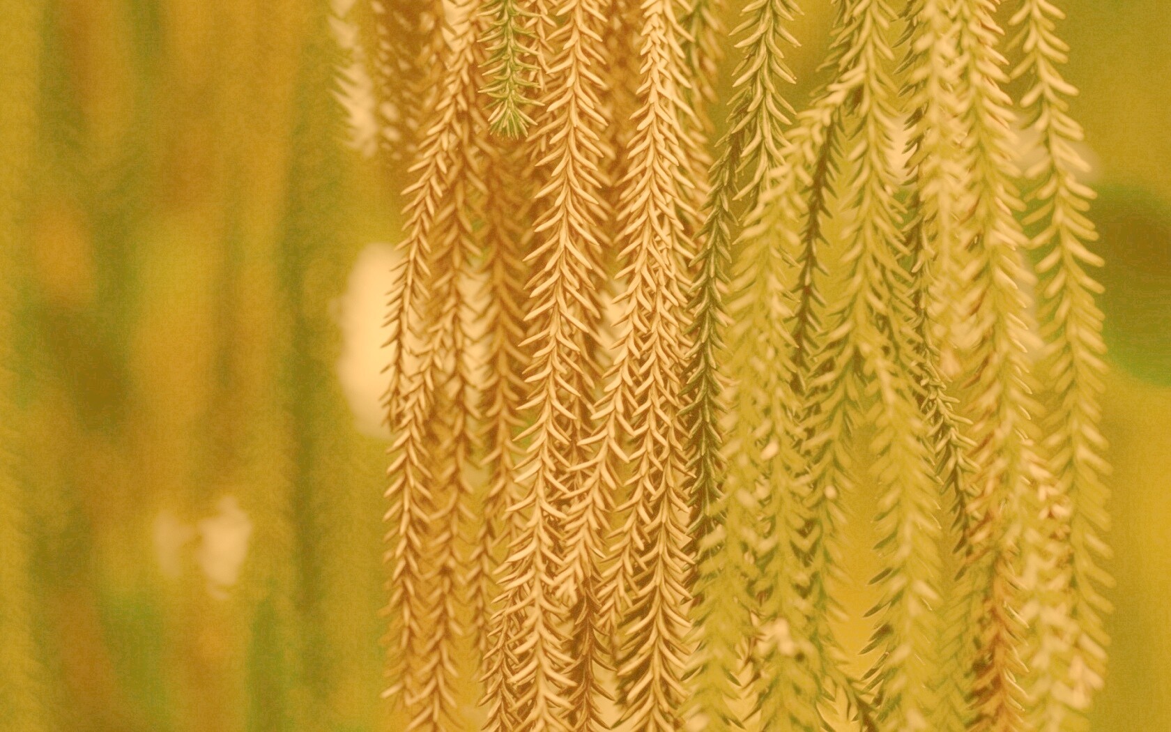 Зеленые колючки обои