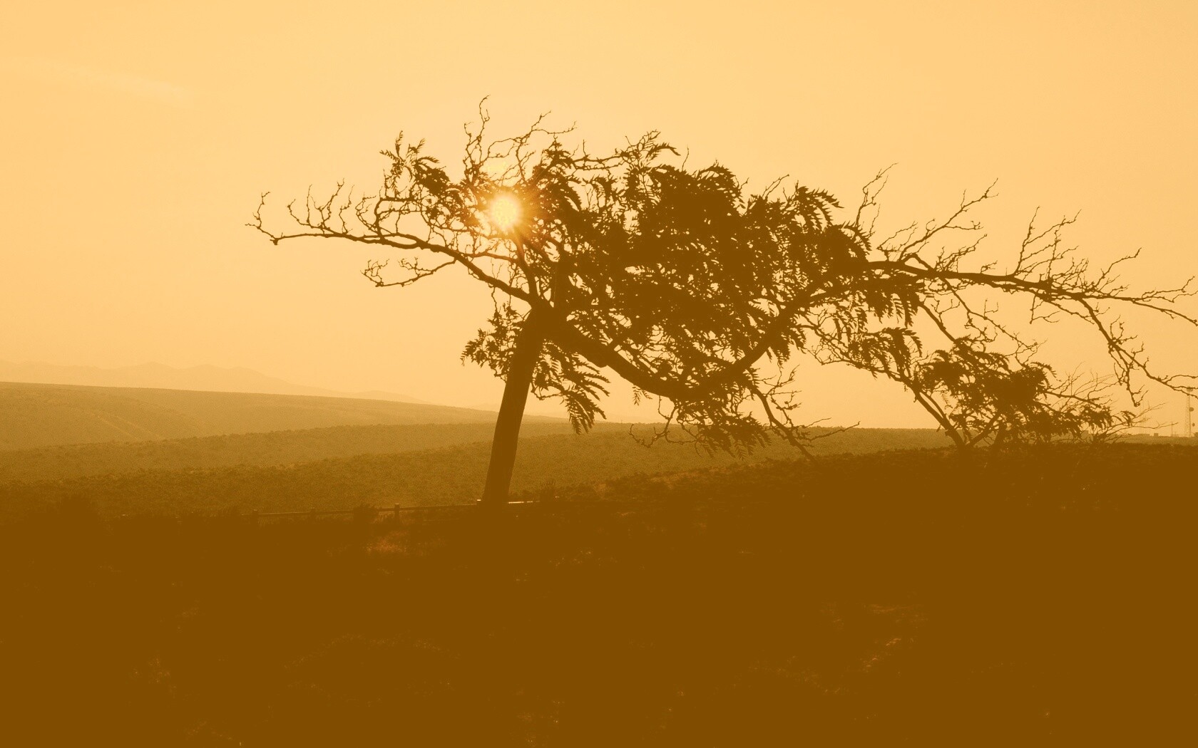 Дерево на закате обои