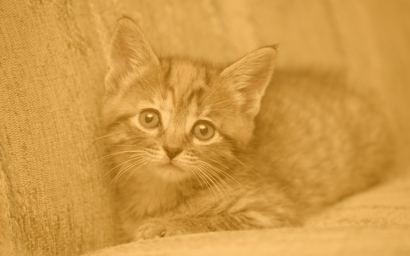 Милый маленький котенок обои
