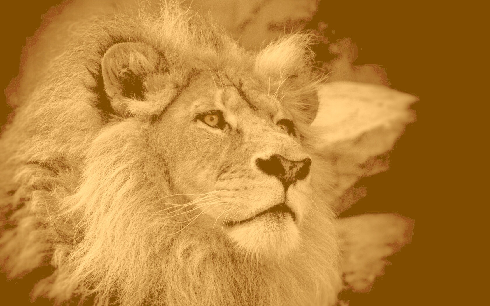 Гордый черно-белый лев обои