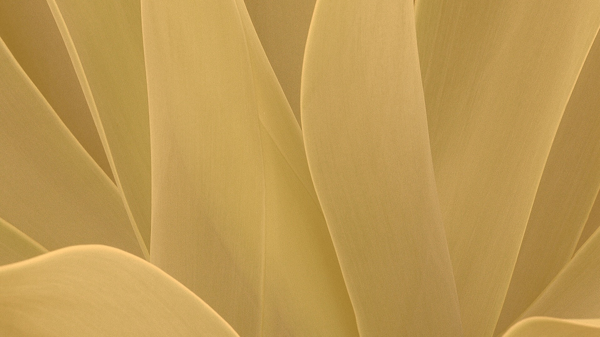 Растение обои