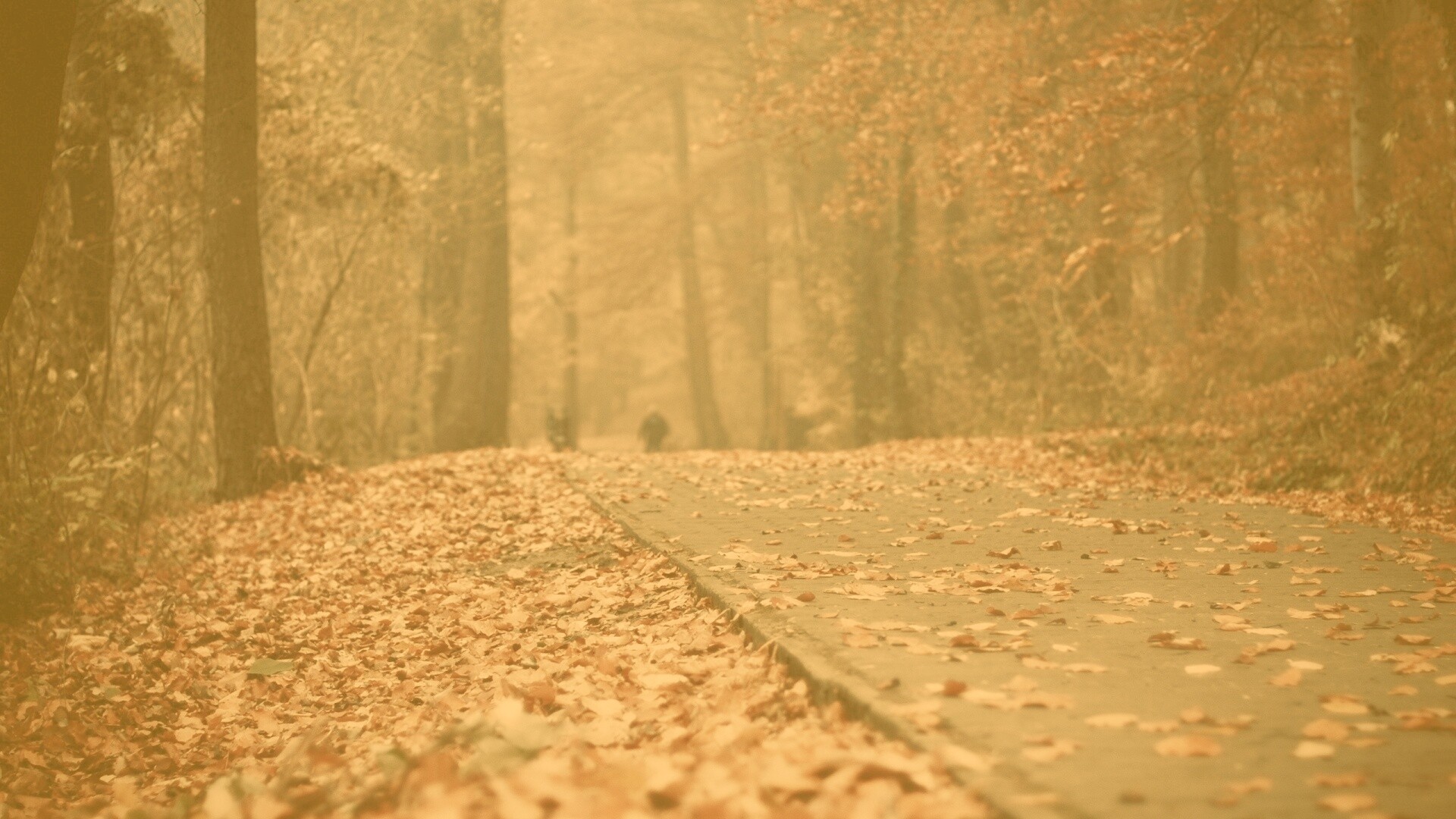 Осенняя дорога обои