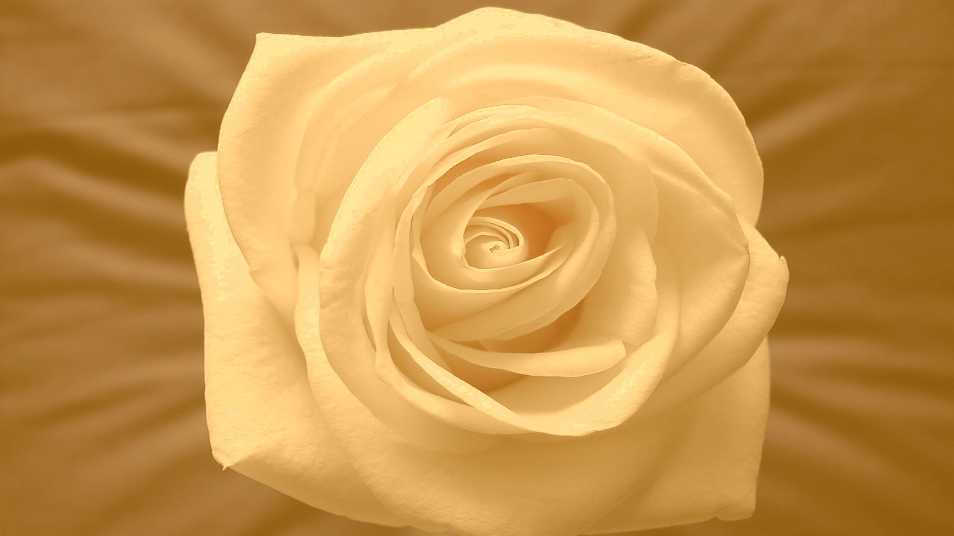 Белая роза обои