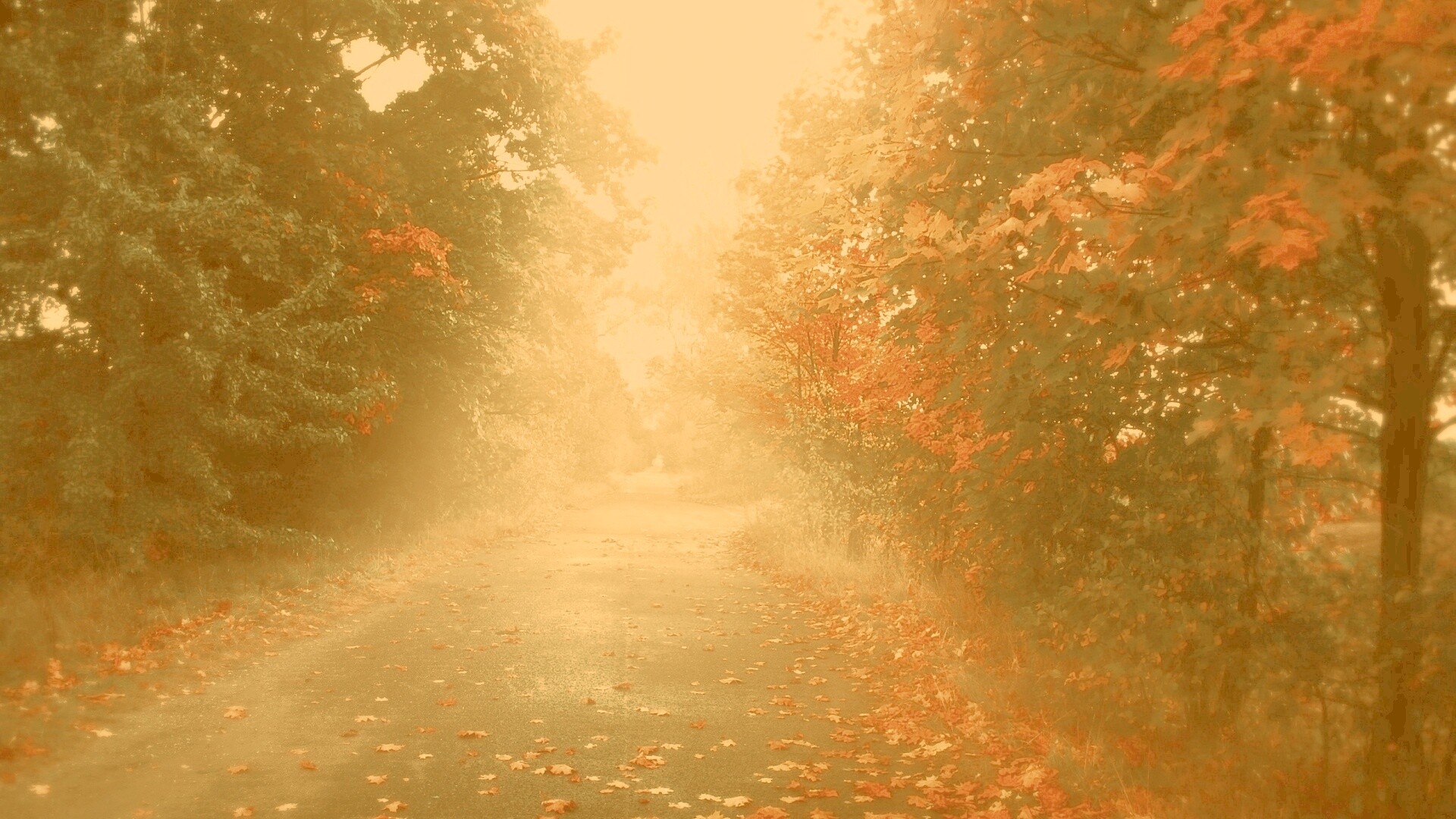 Желтая дорога обои