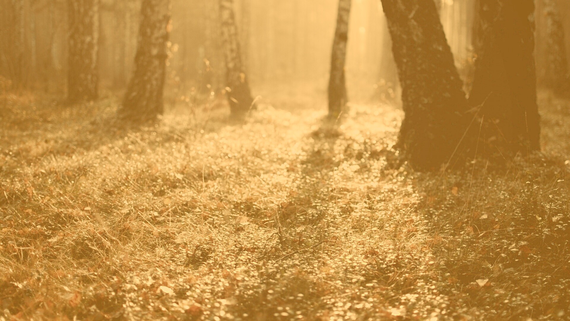 Лесная земля обои