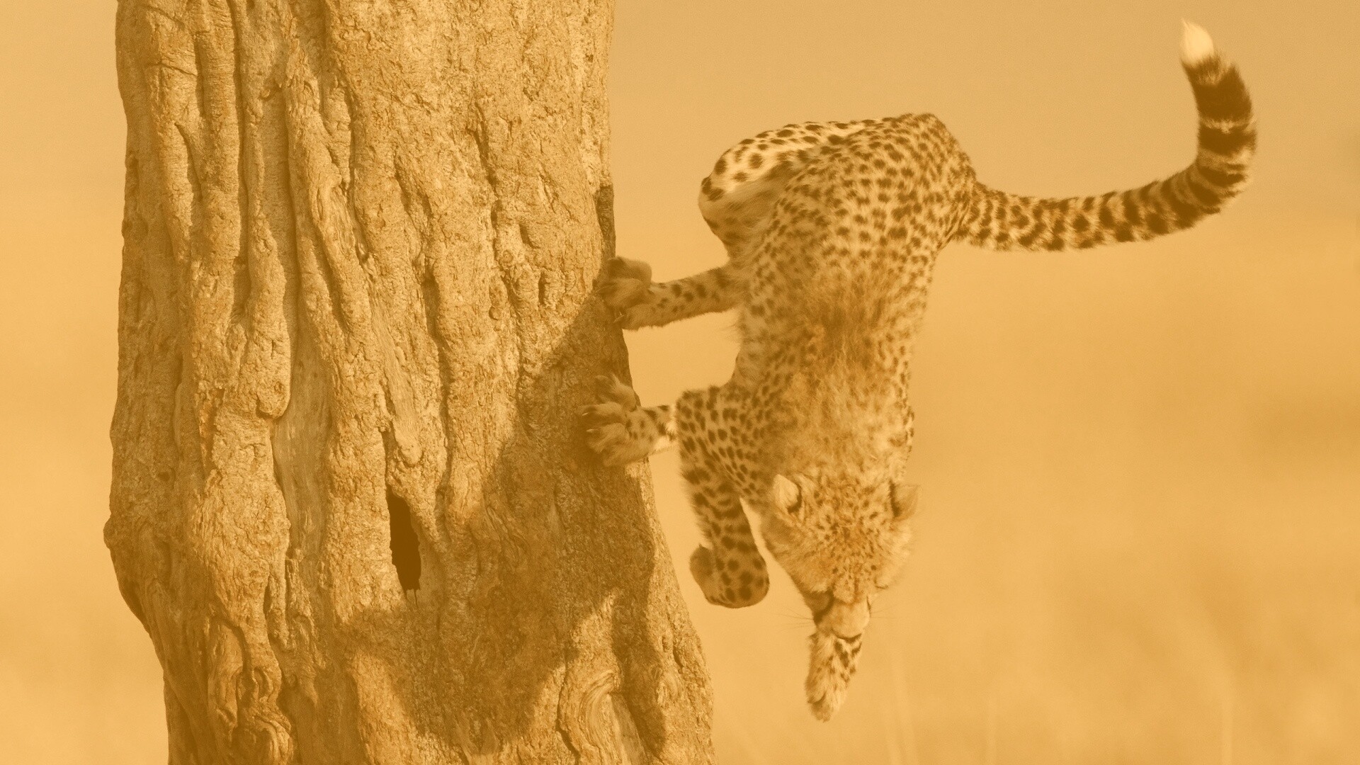 Скалолаз обои