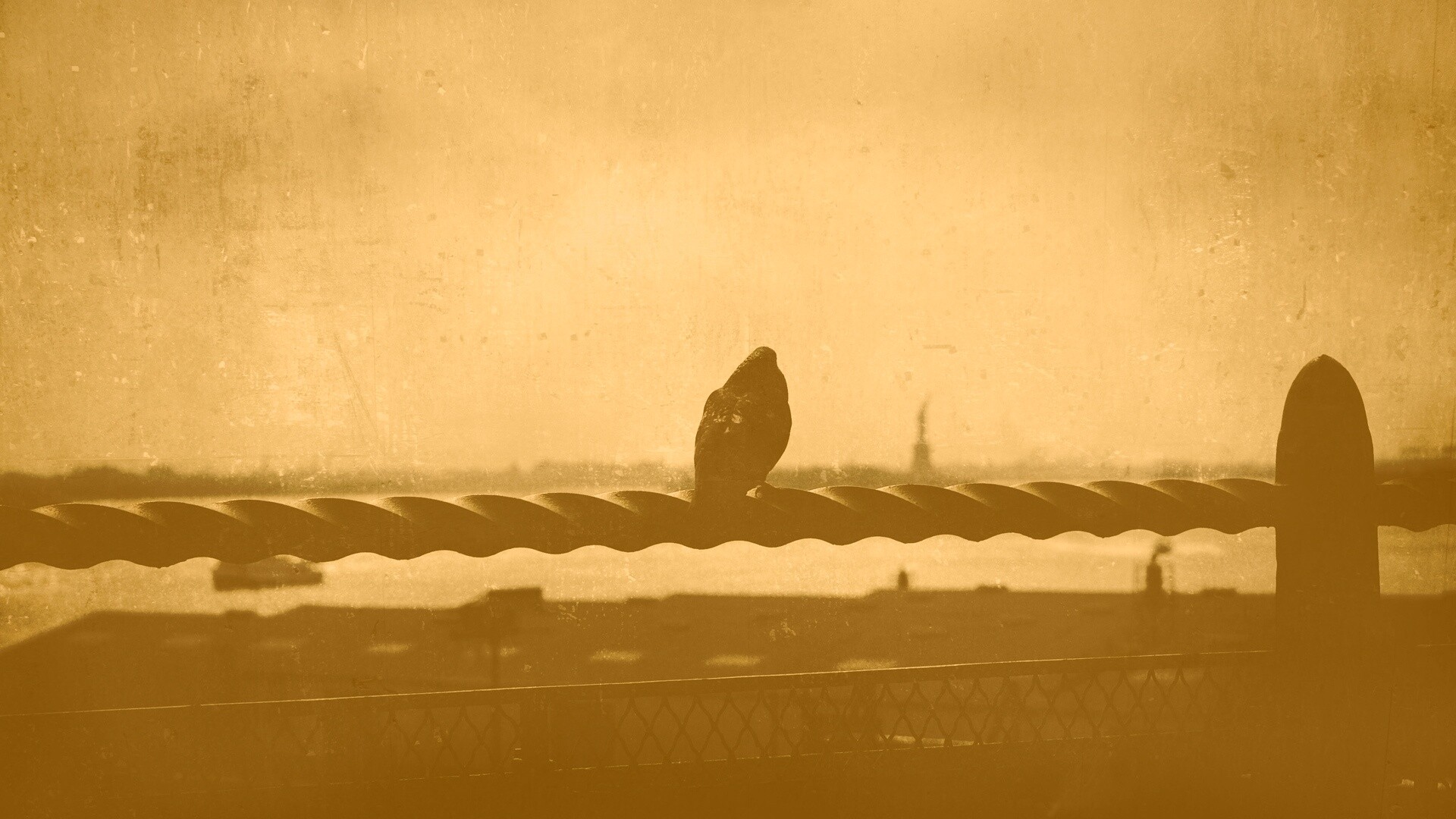 Голубь в Нью-Йоркских доках обои