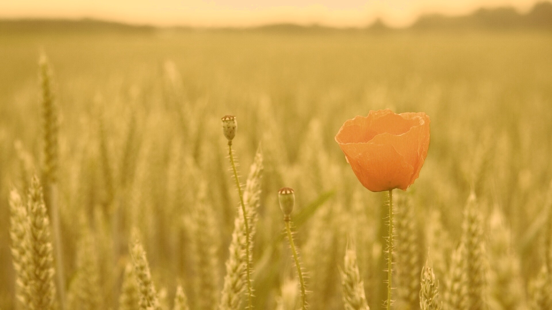 Первый распустившийся мак обои