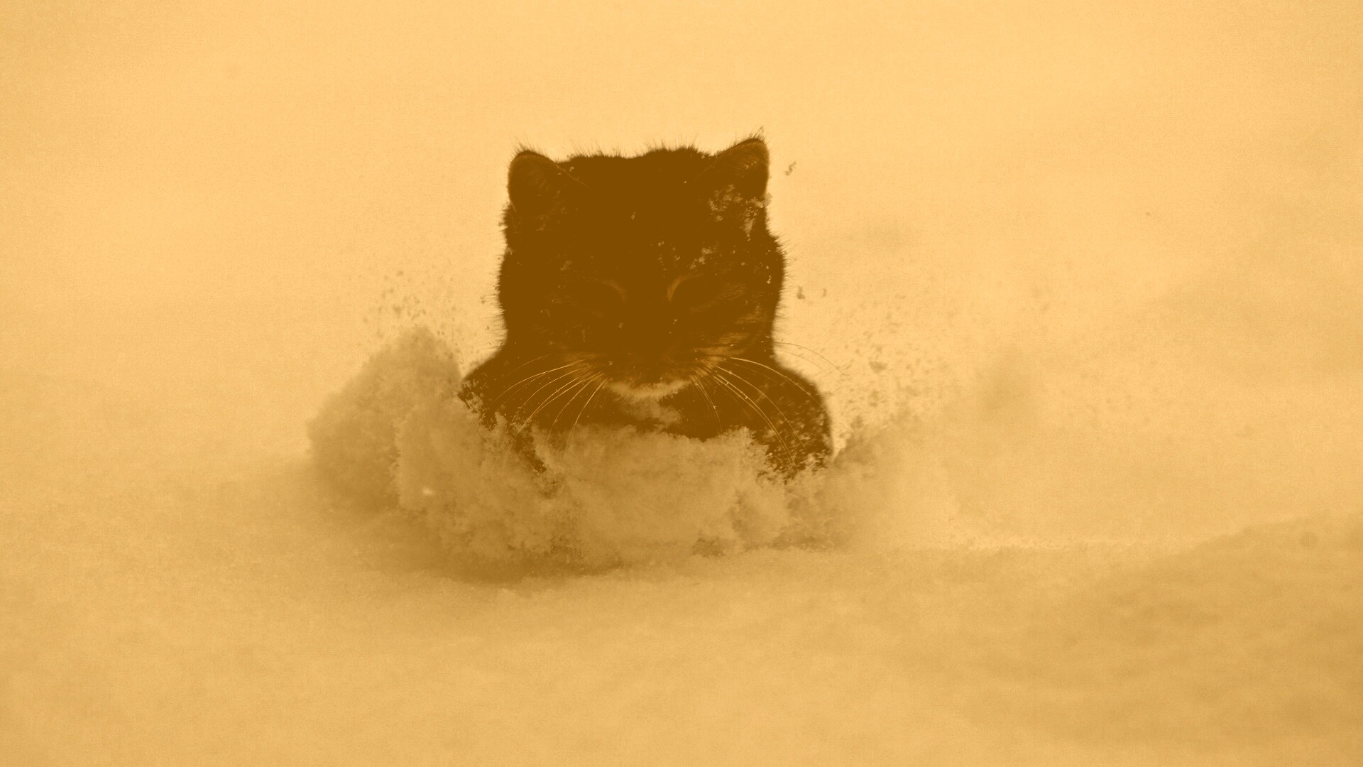 Недовольный кот в сугробе обои