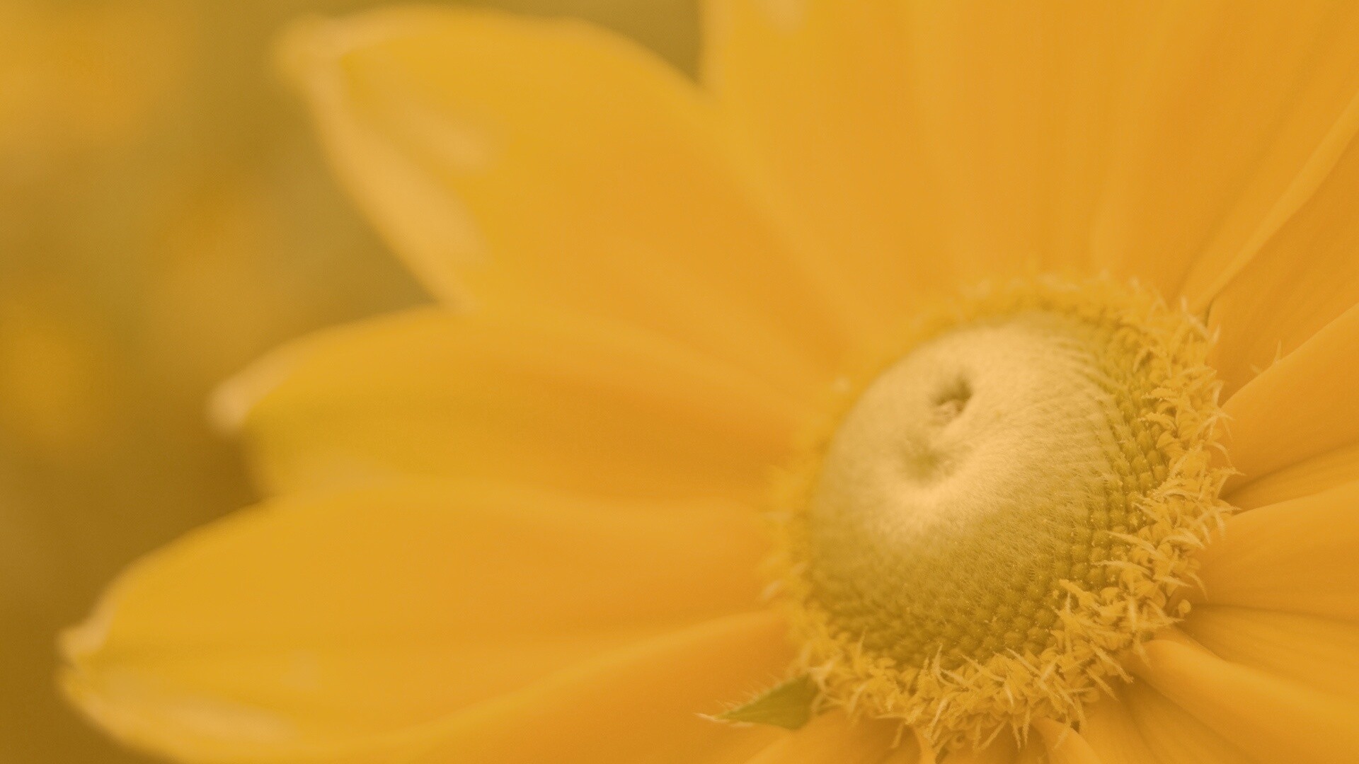 Недозрелый цветок подсолнечника обои