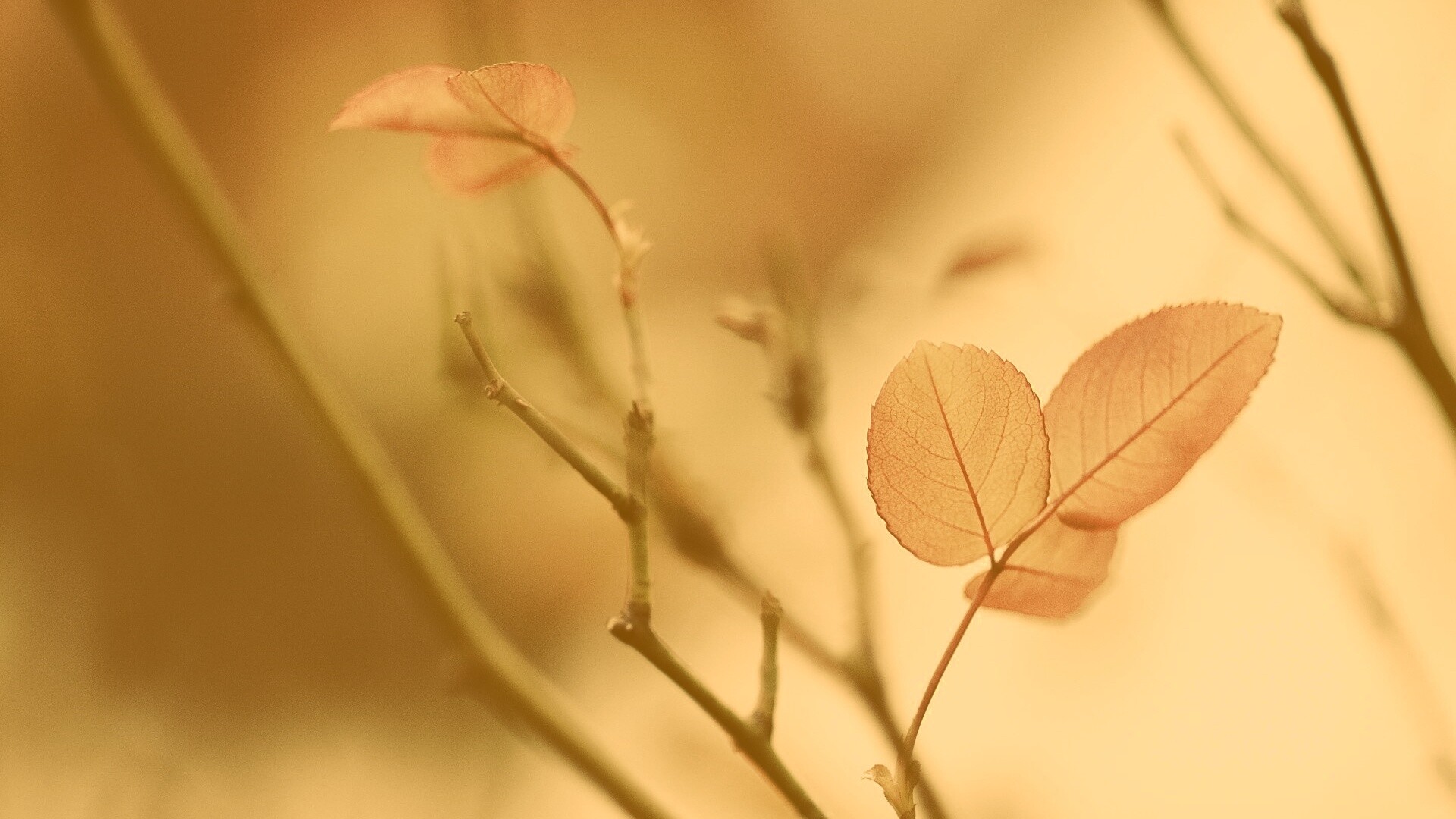 Красные листики обои