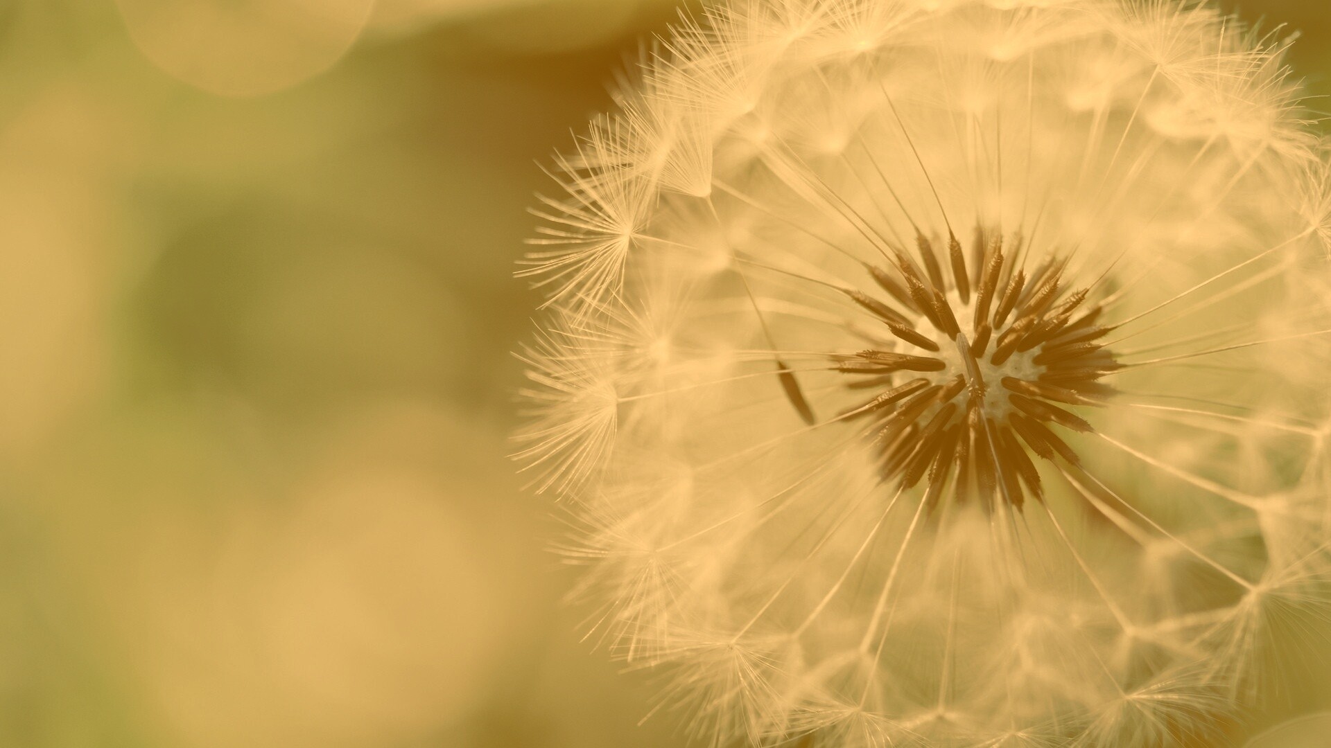 Макро фото одуванчика обои
