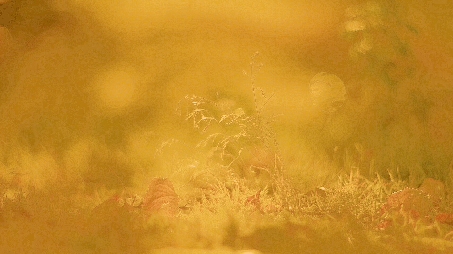 Осенняя травинка обои