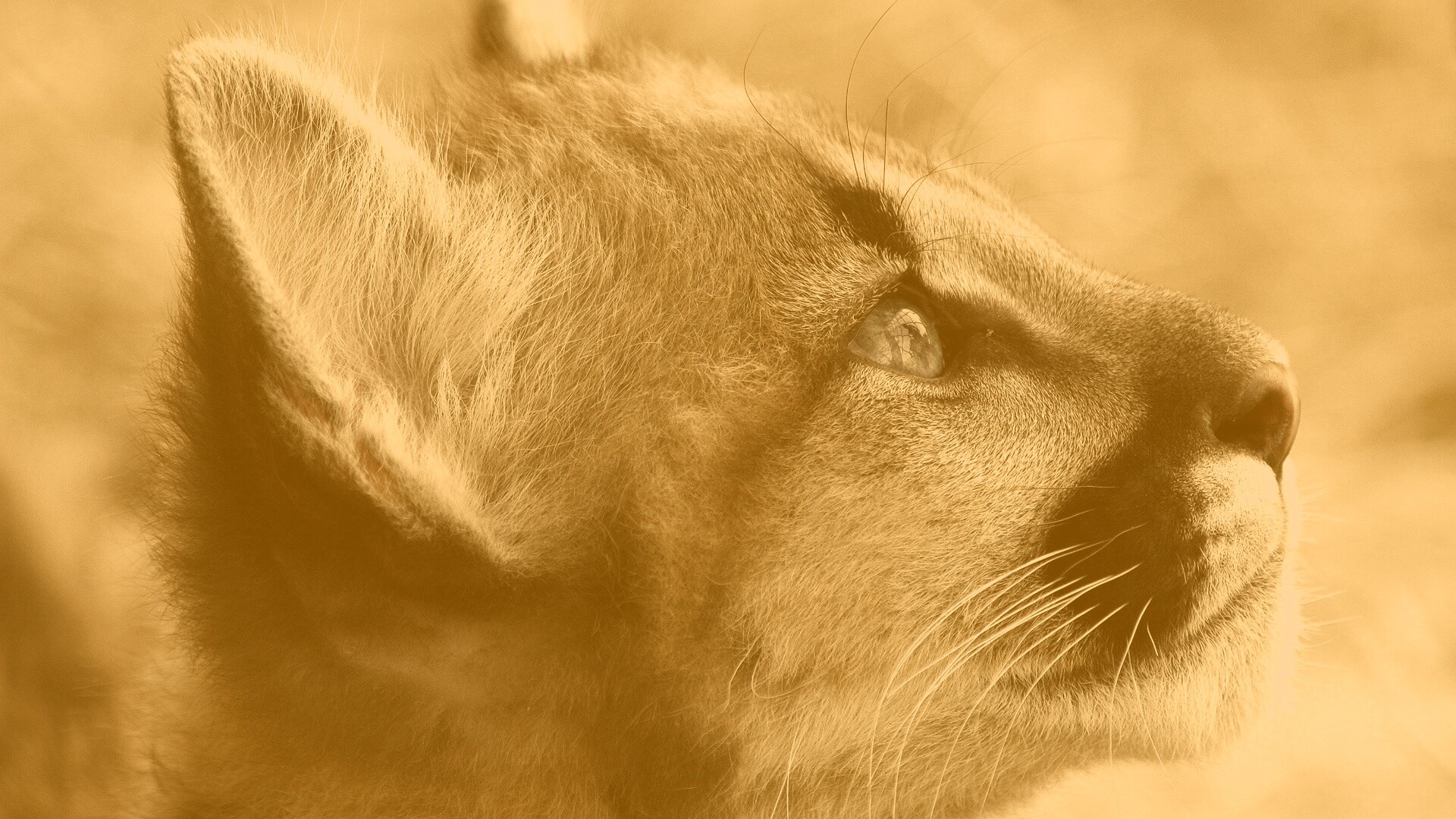 Оцелот смотрит вдаль обои