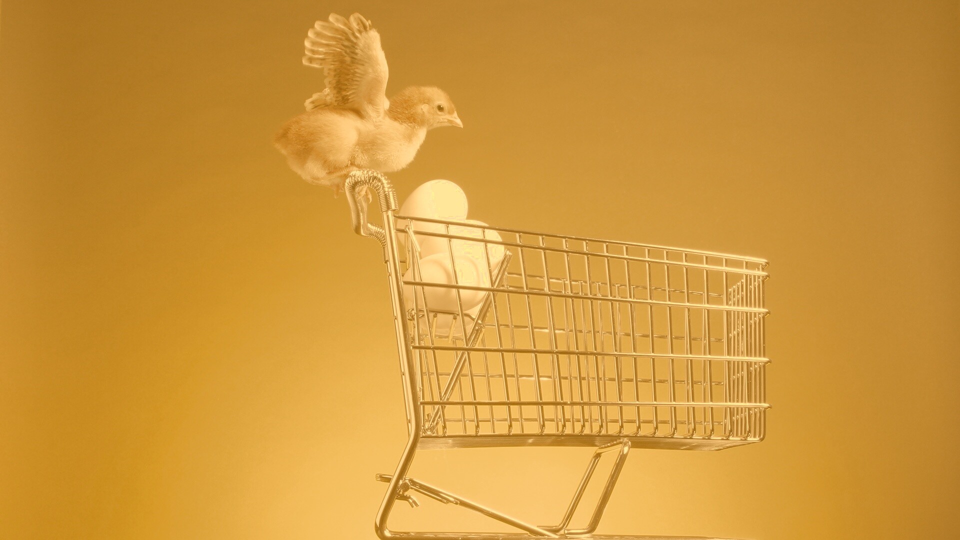 Цыплёнок покупает яйца обои