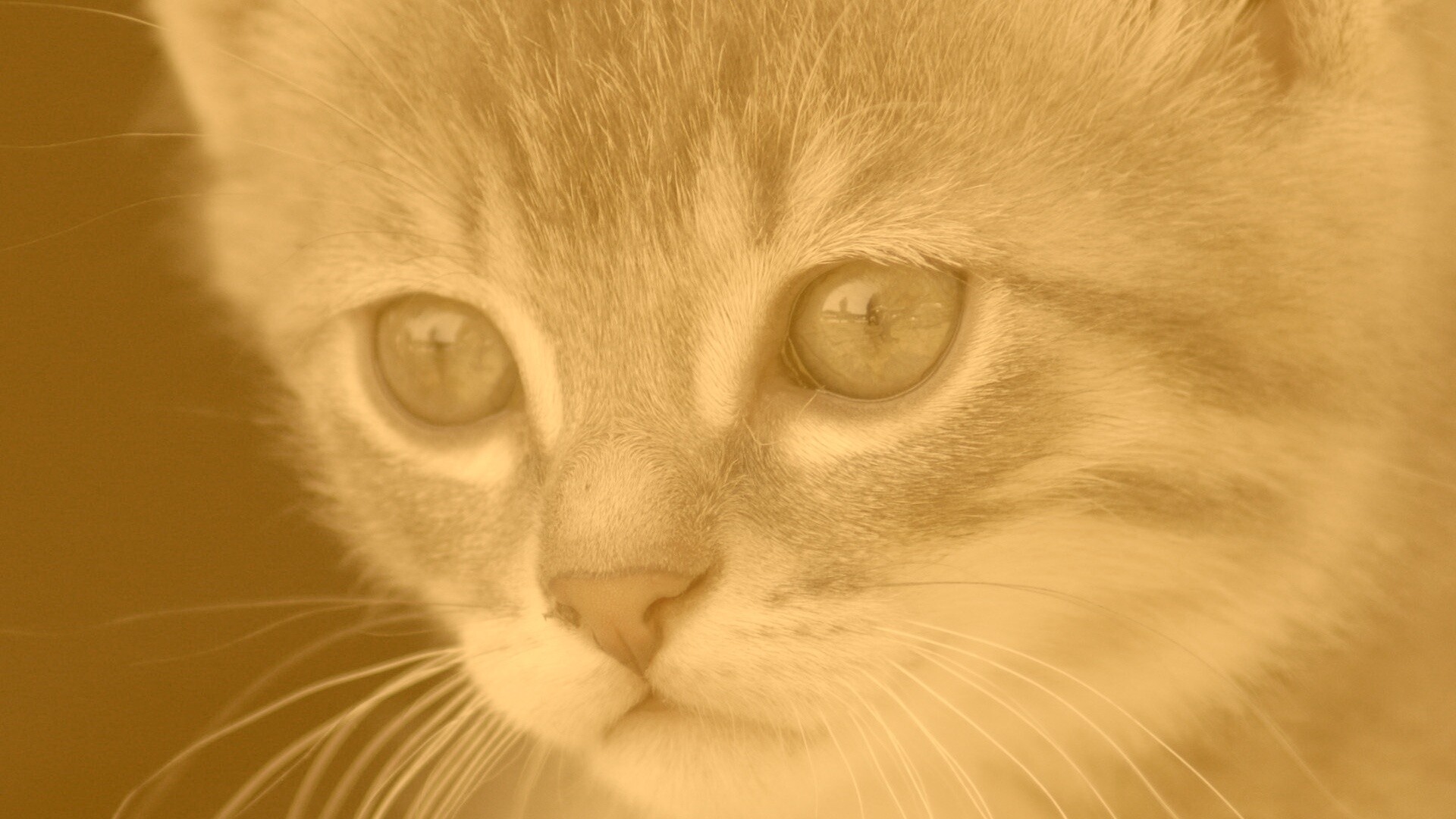 Мордочка котёнка обои