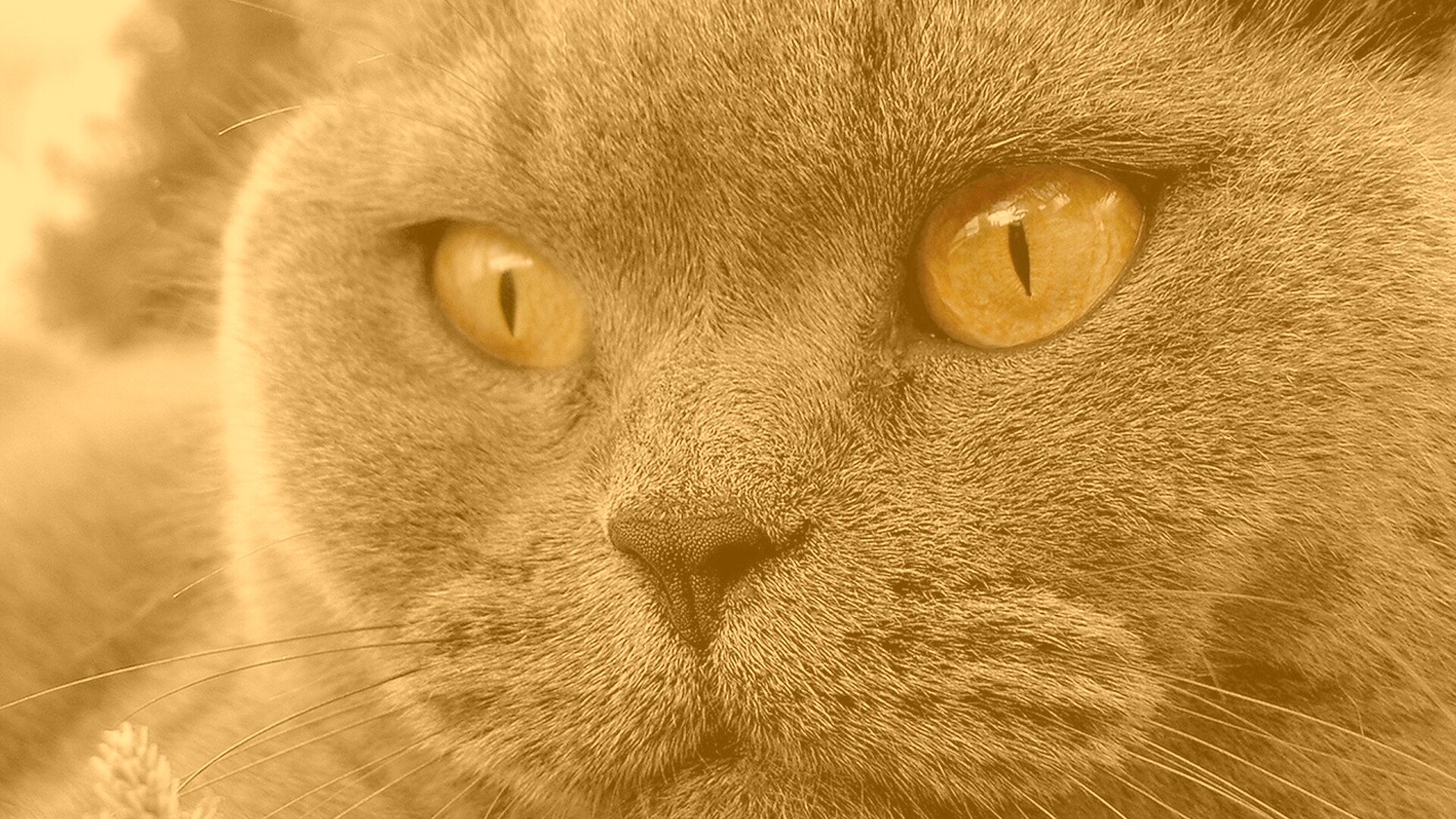 Кот с оранжевыми глазами обои