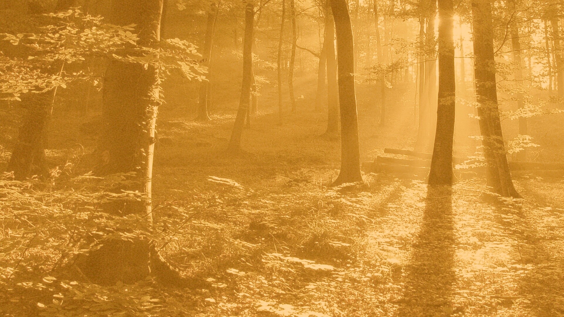 Лес в золотом сиянии обои