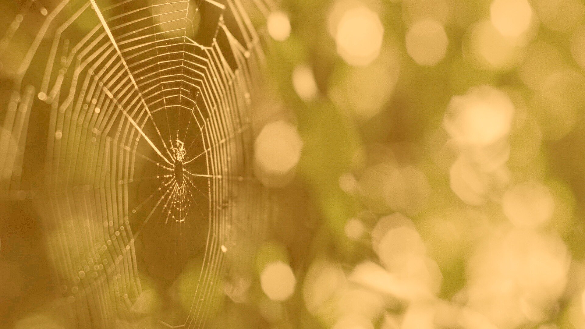 Круглая паутина обои