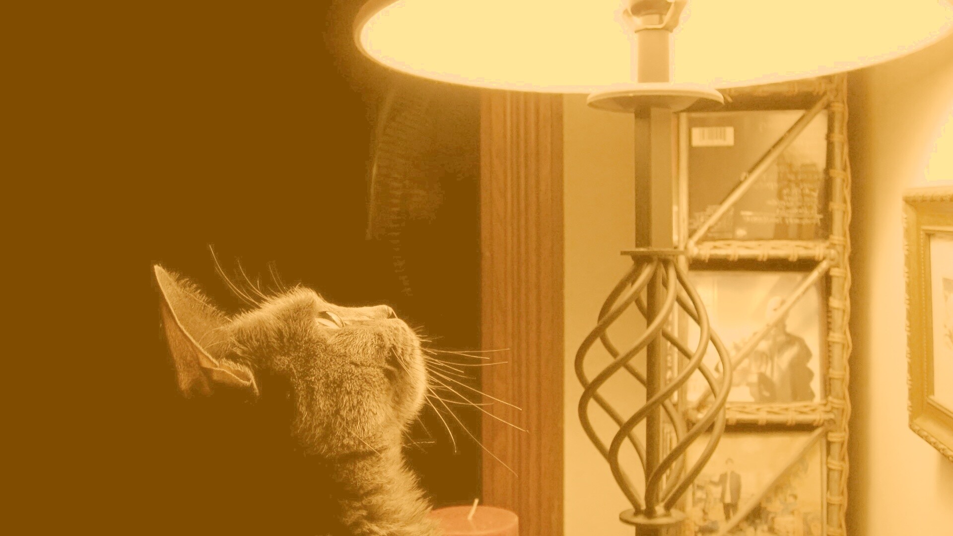 Кот смотрит под торшер обои