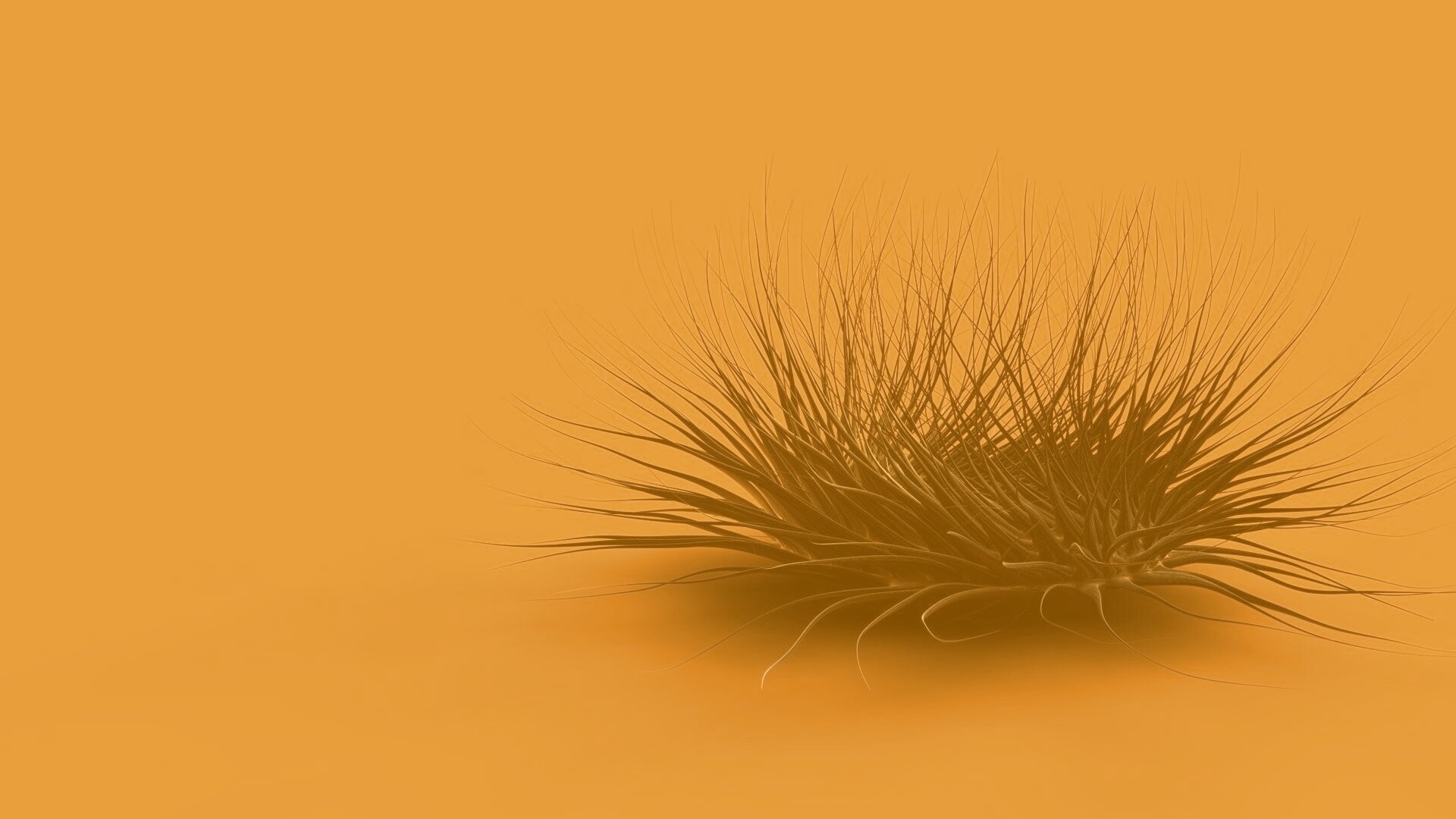 Волосатая мочалка обои