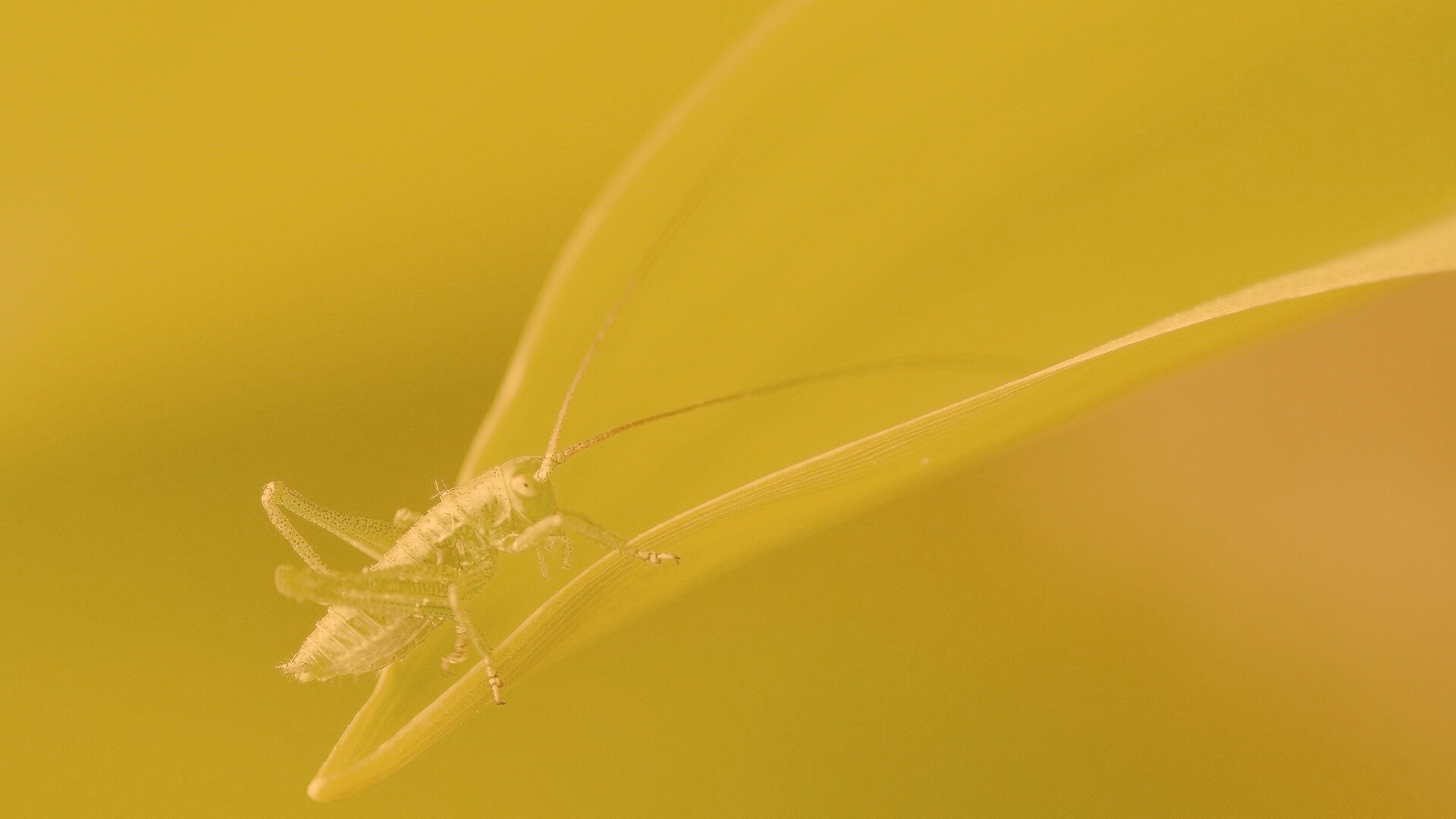 Кузнечик на листике обои