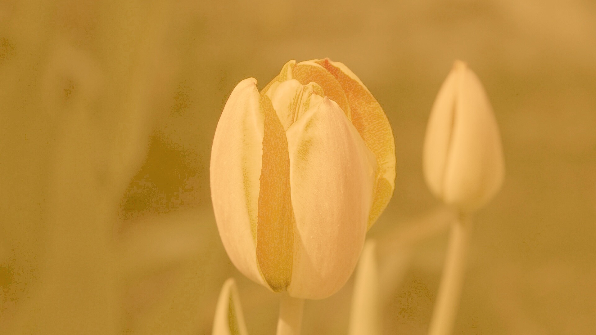 Распускающийся тюльпан обои