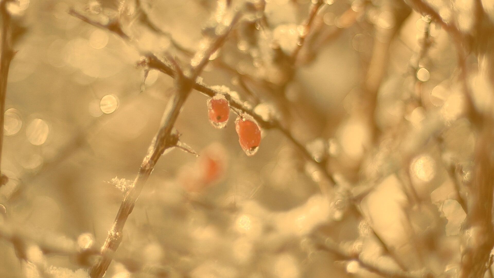 Замерзшие ягоды обои