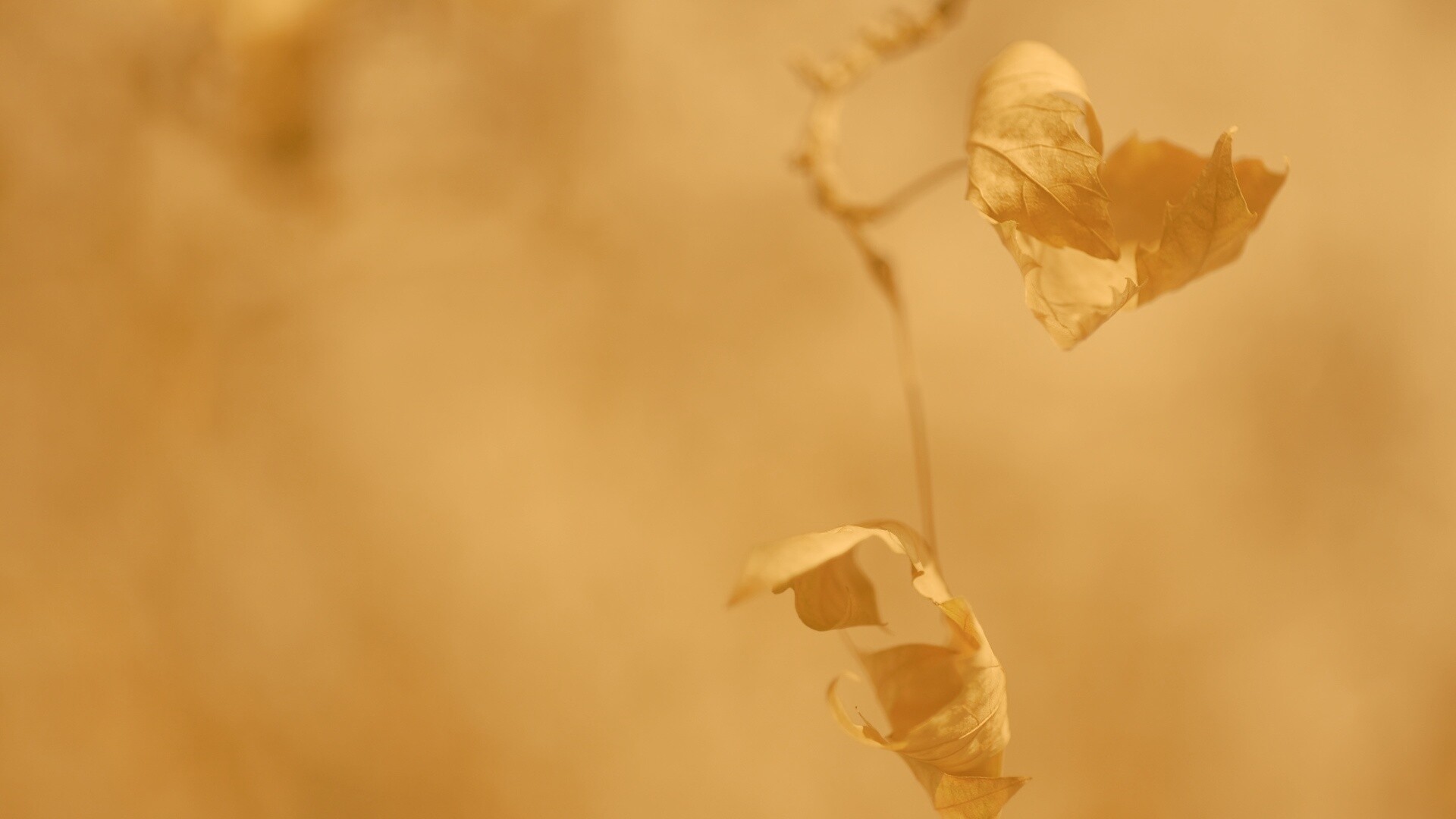 Увядшие листья обои