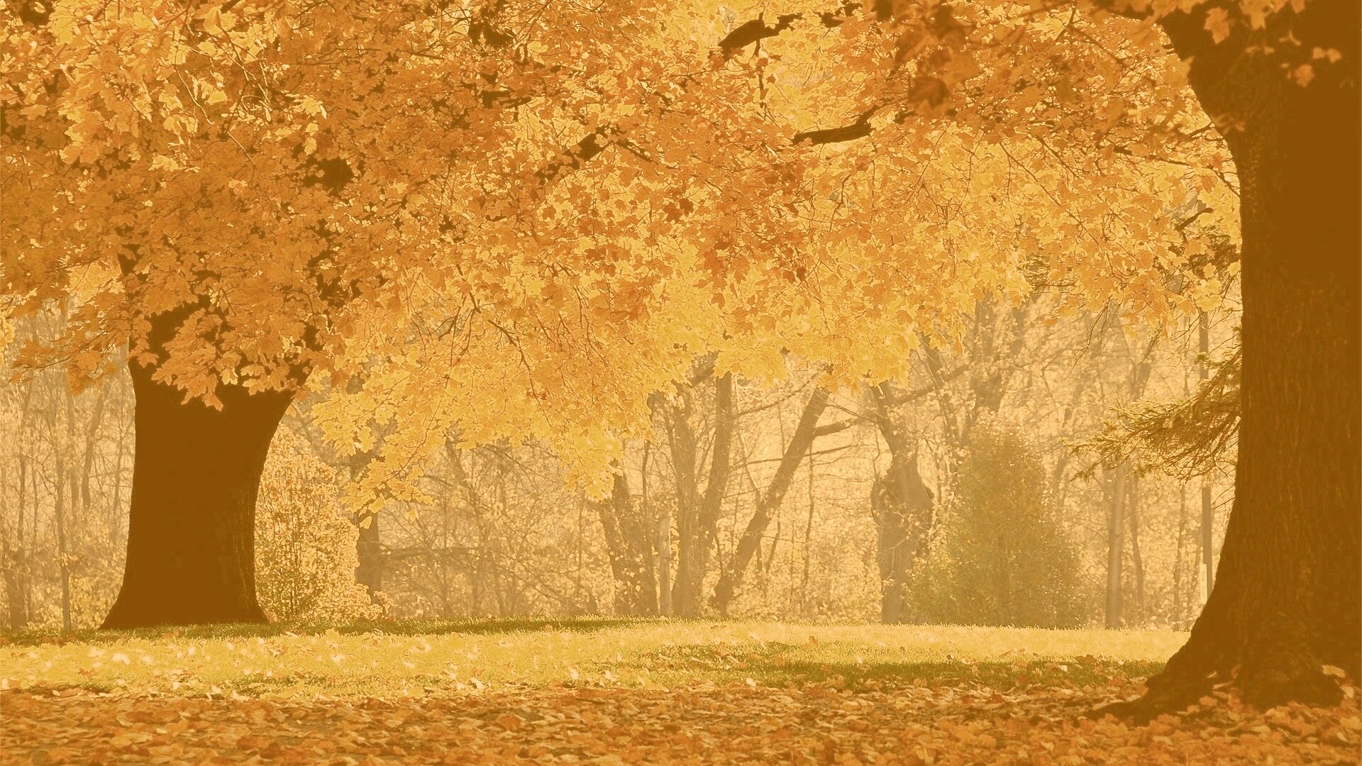 Размашистое осеннее дерево обои