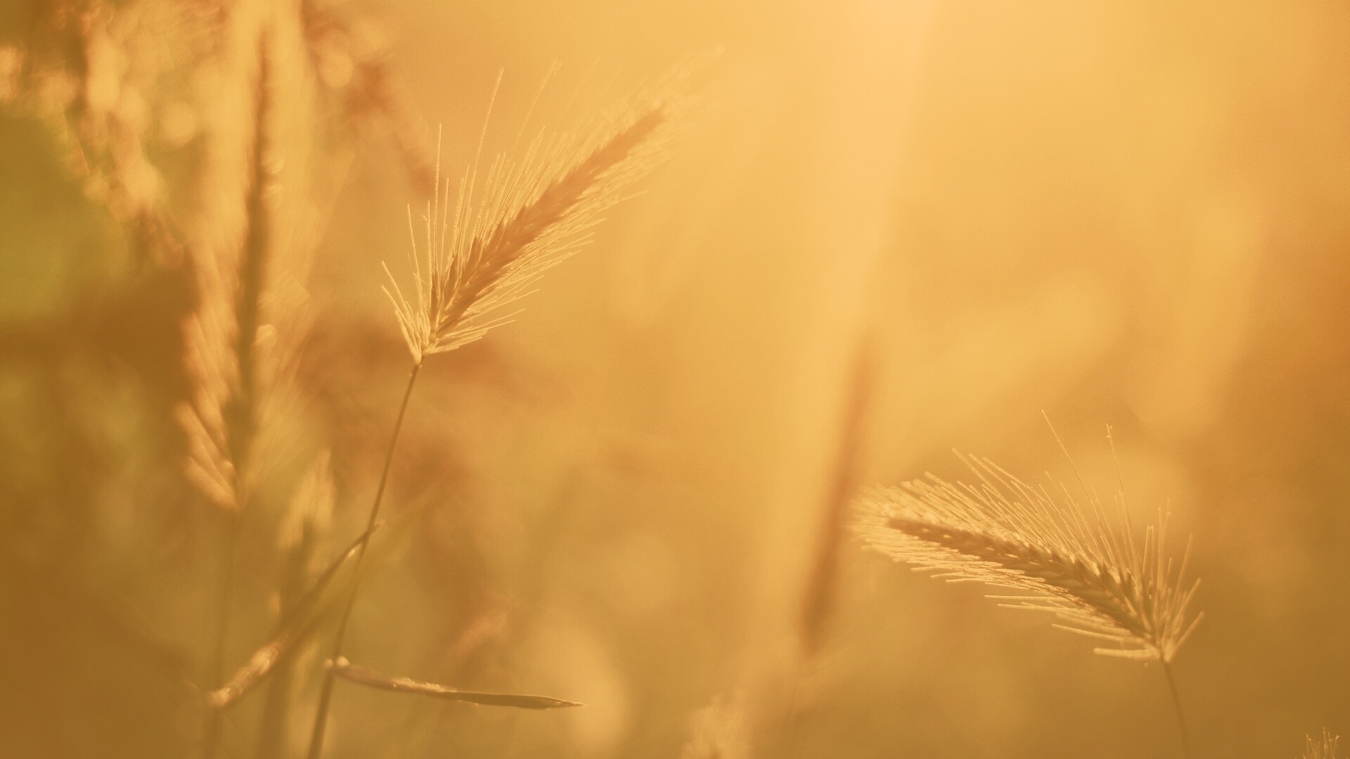 Травинки на солнце обои