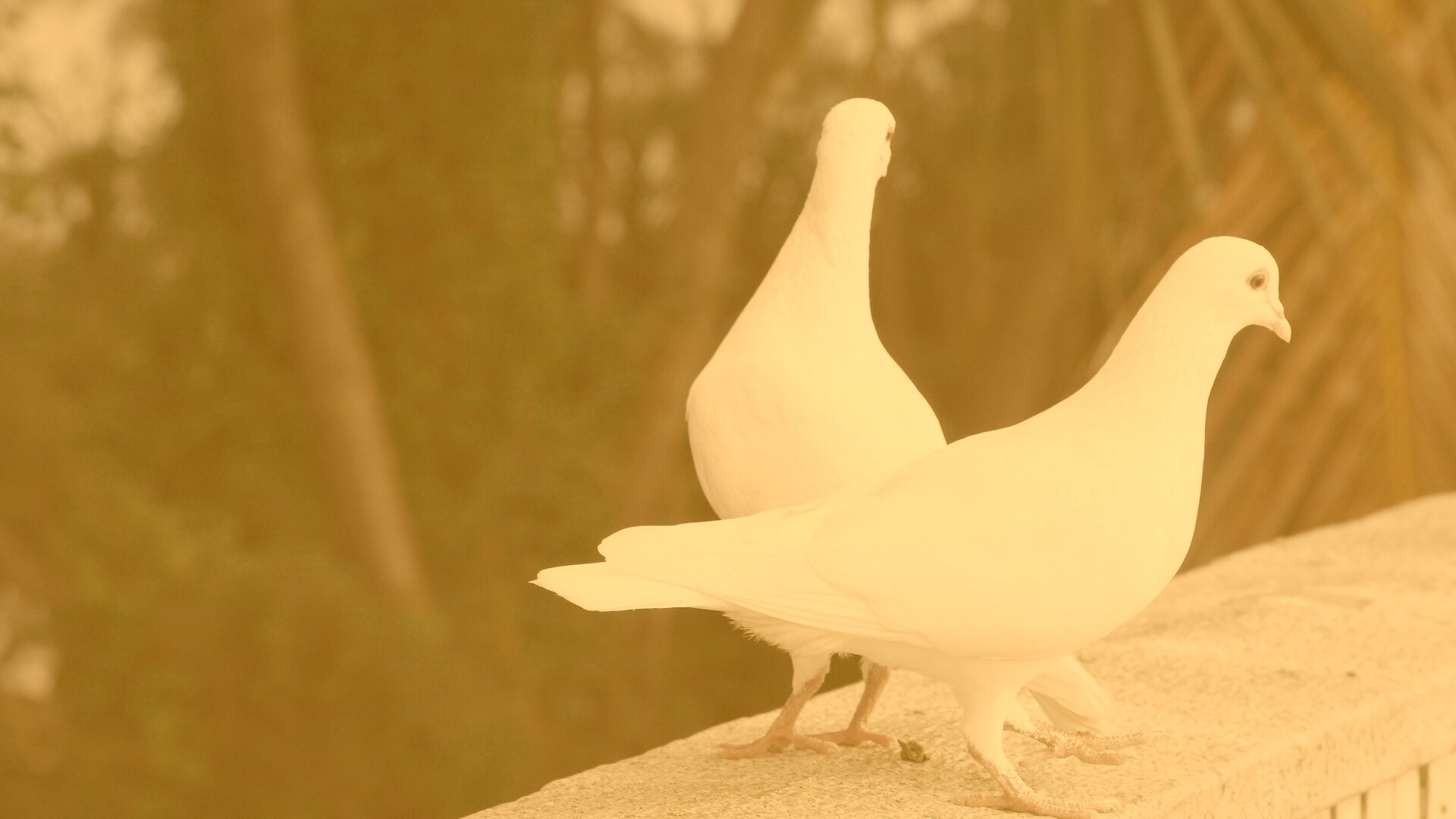 Два белых голубя обои