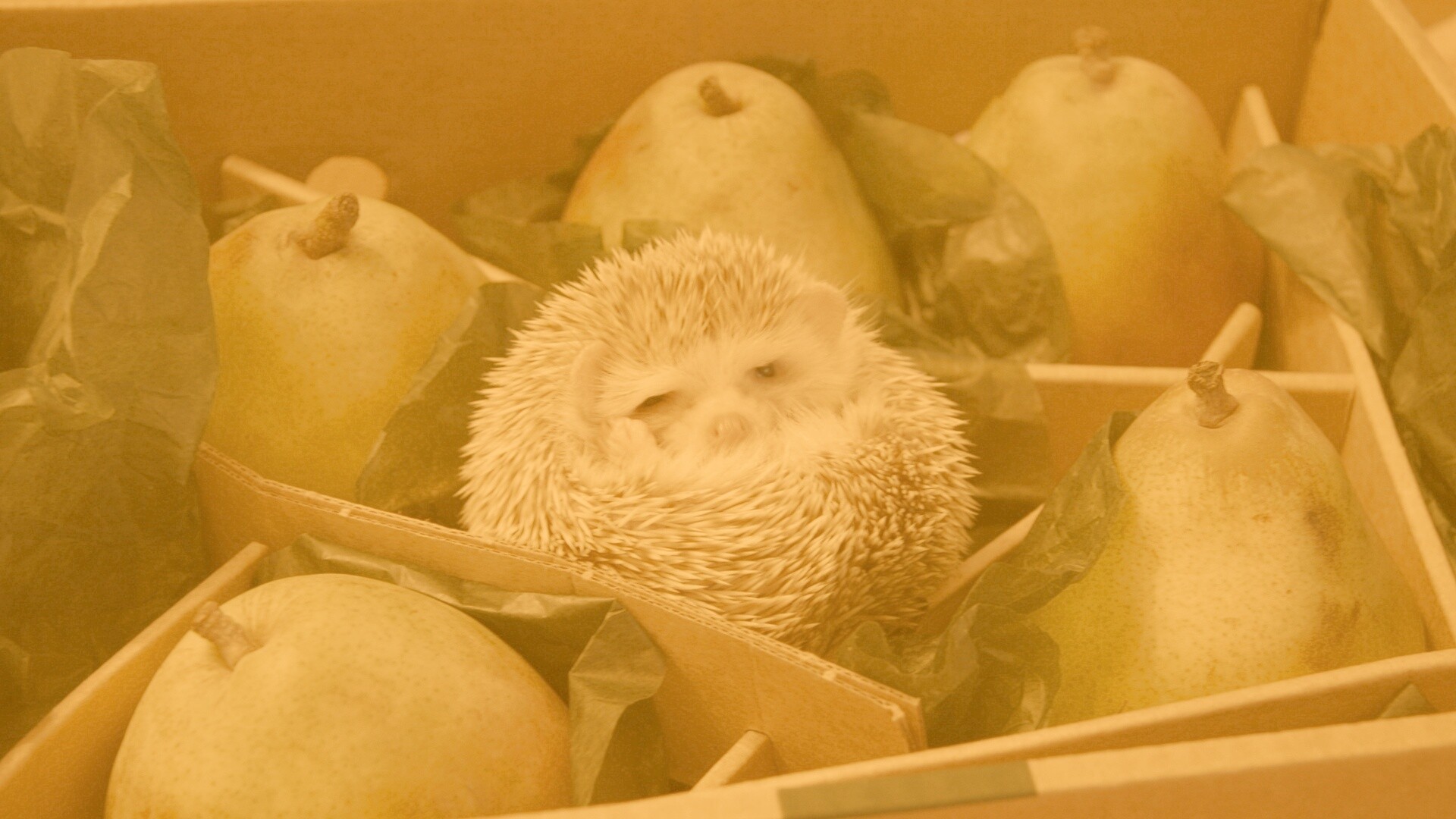 Ёжик в грушах обои