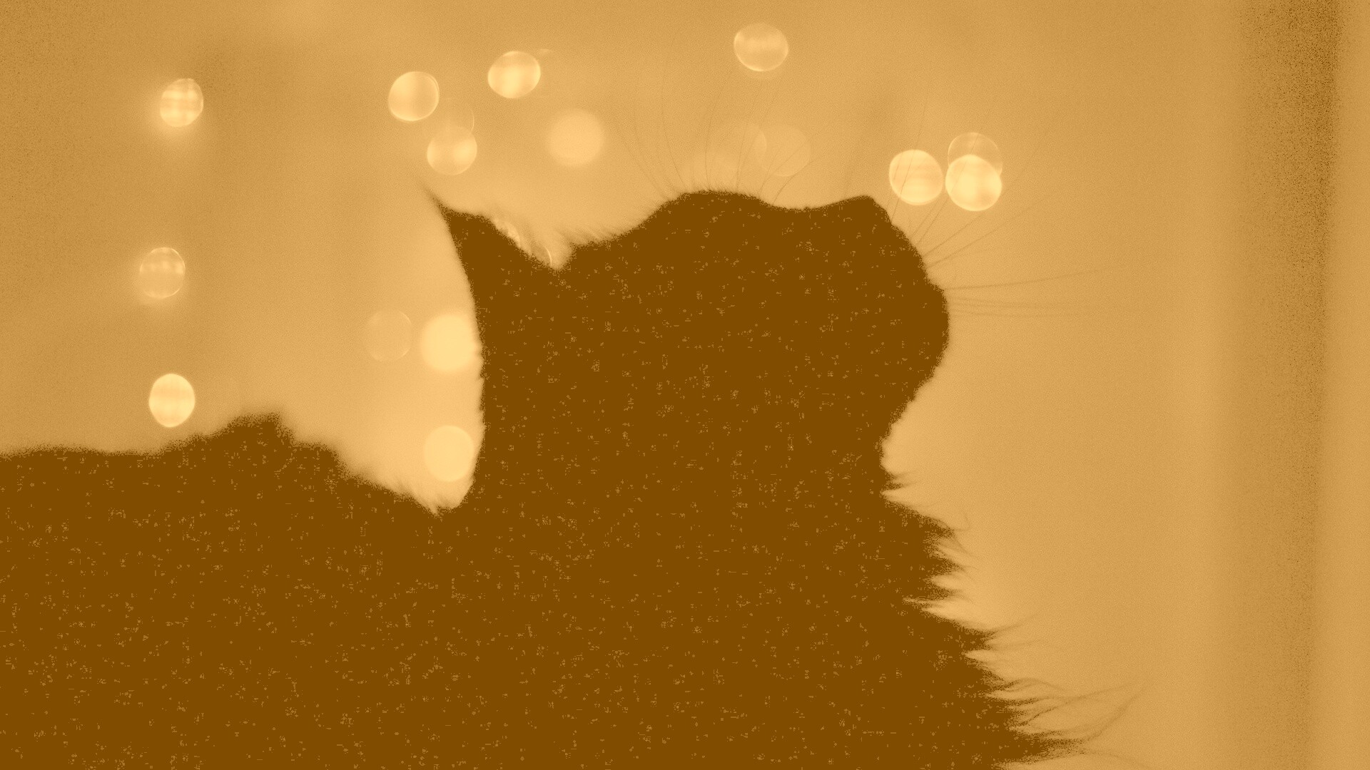 Силуэт черного кота обои