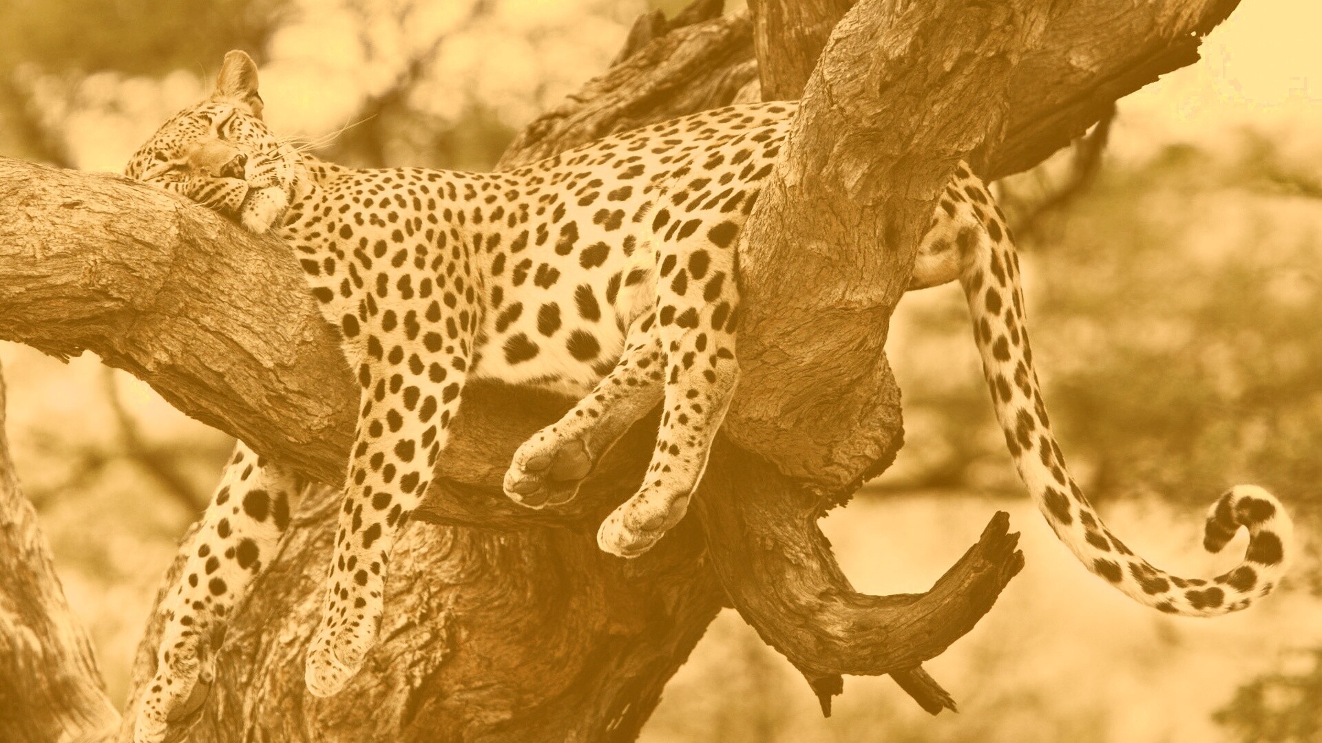 Спящий гепард обои