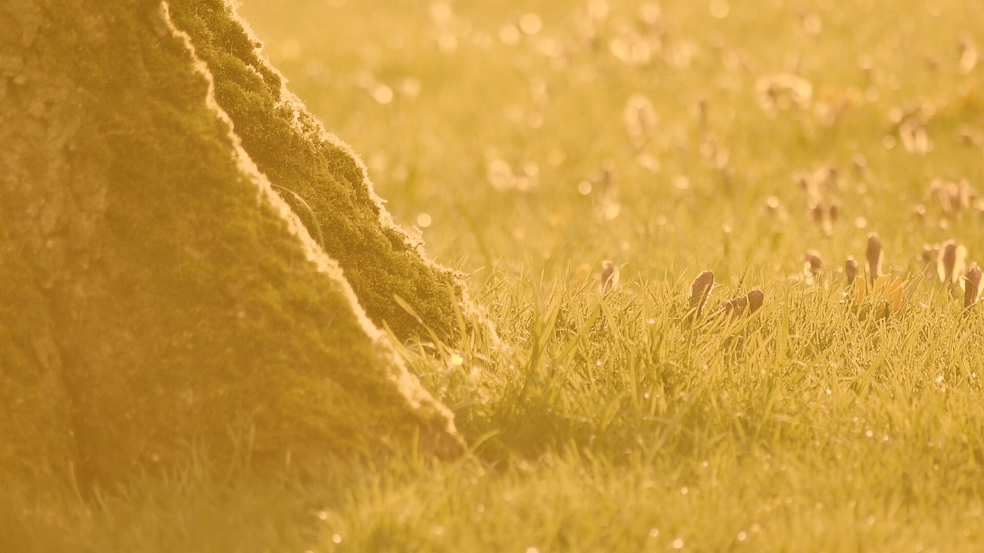 Дерево в траве обои
