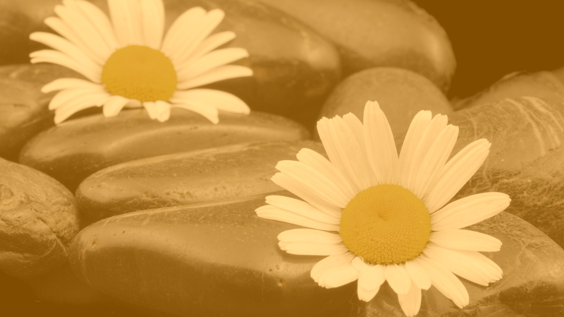 Ромашка среди гальки обои