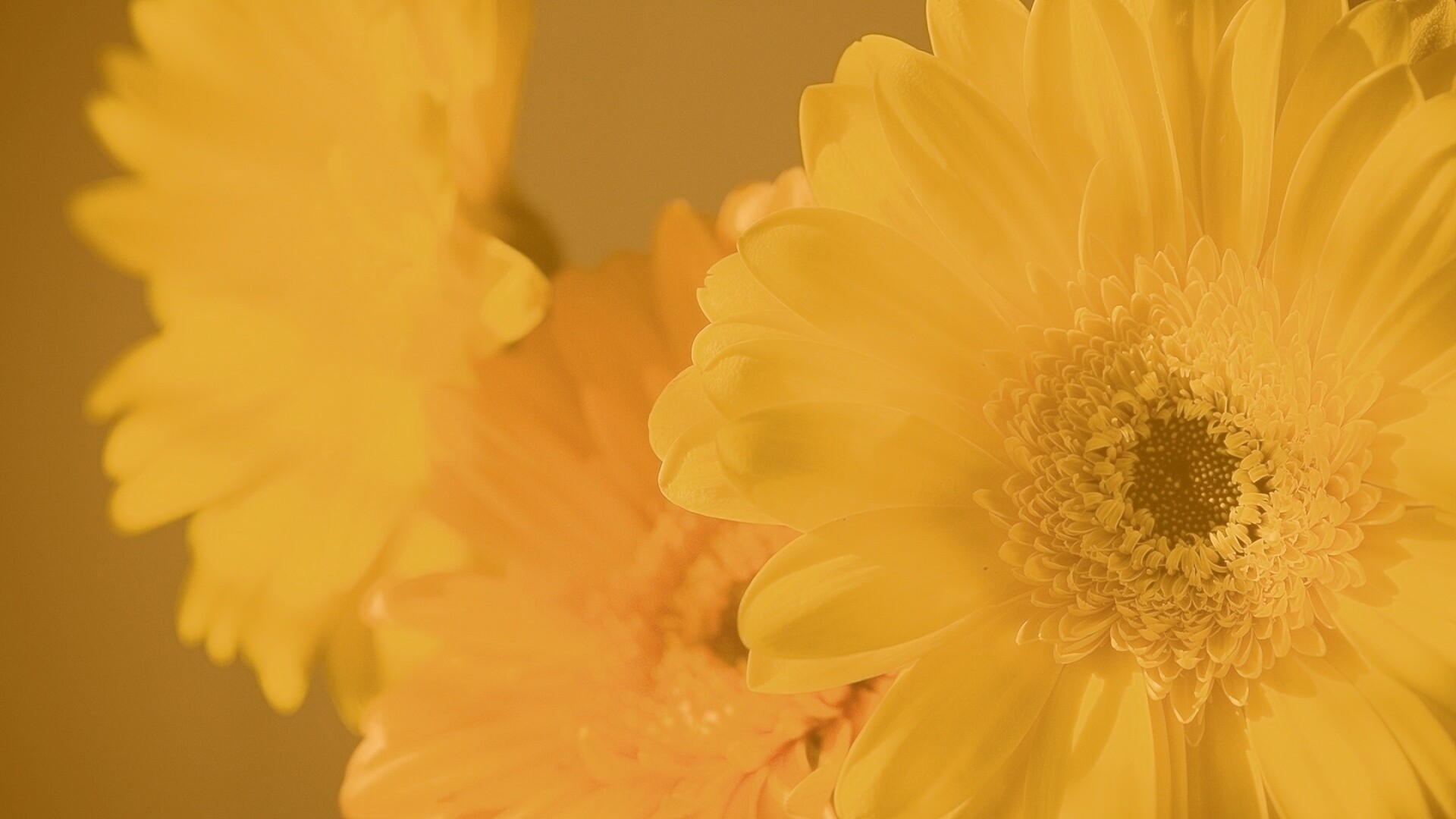 Желтый гербер обои