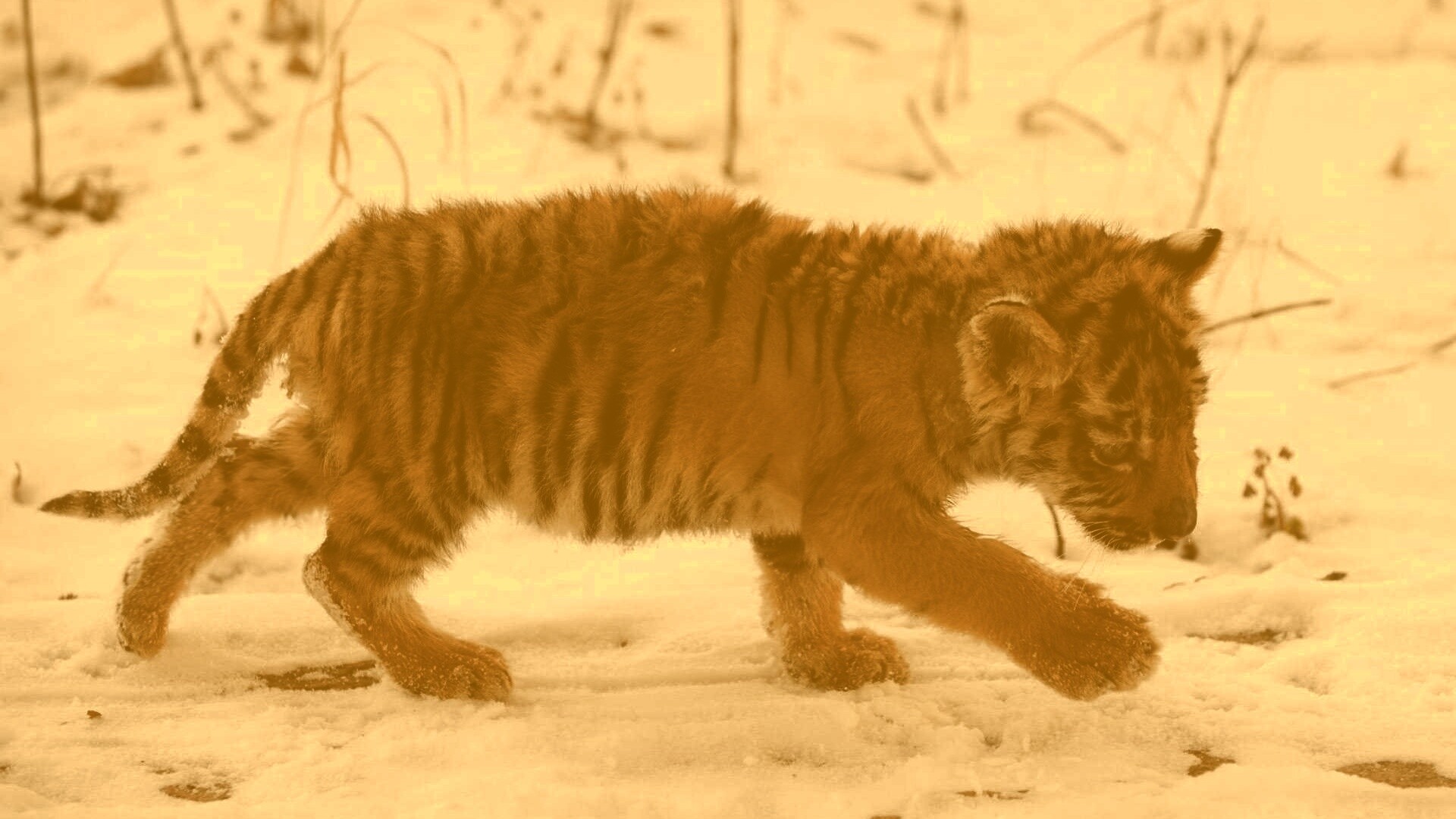 Тигренок на снегу обои