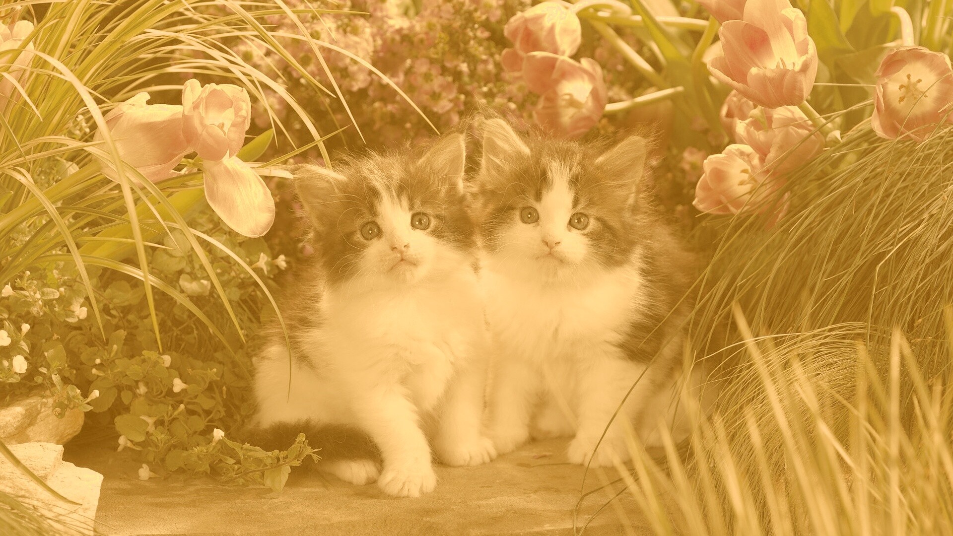 Котята в цветах обои