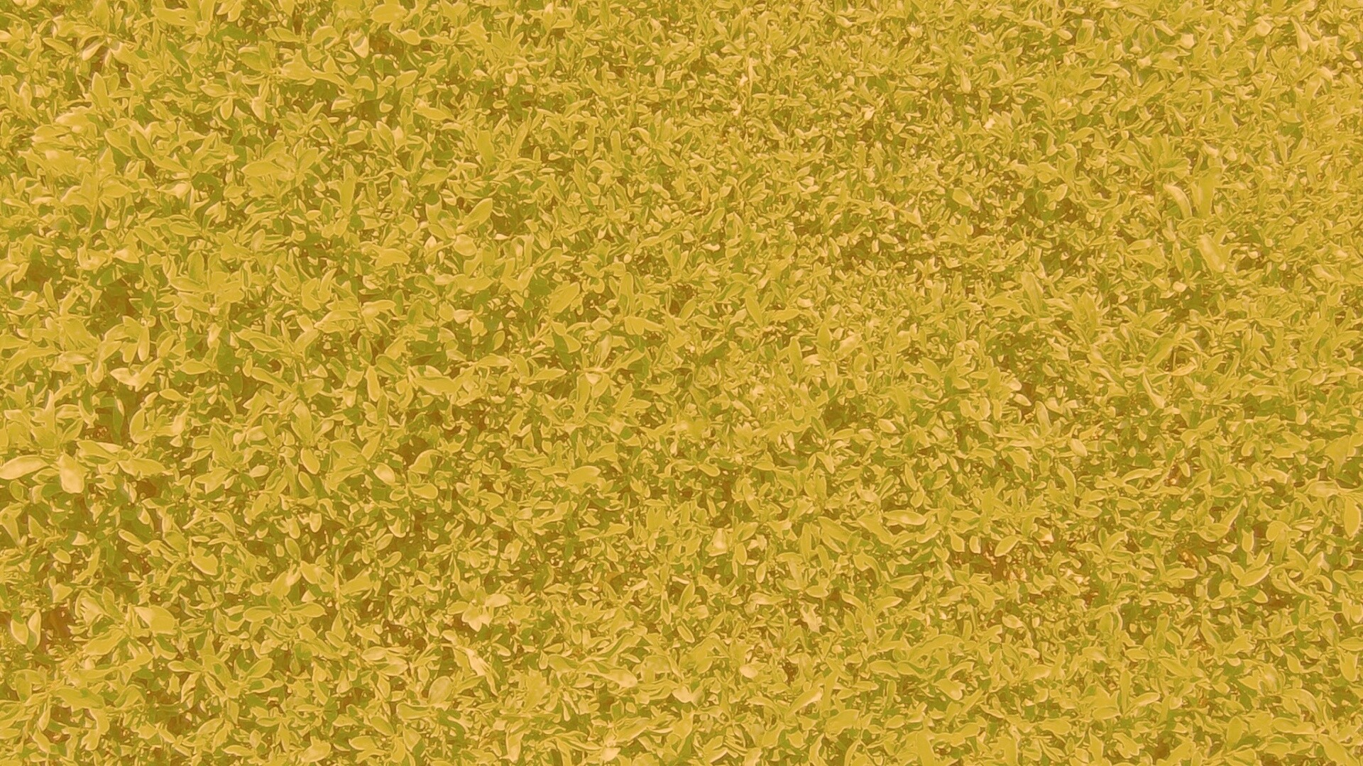 Чайные листья обои