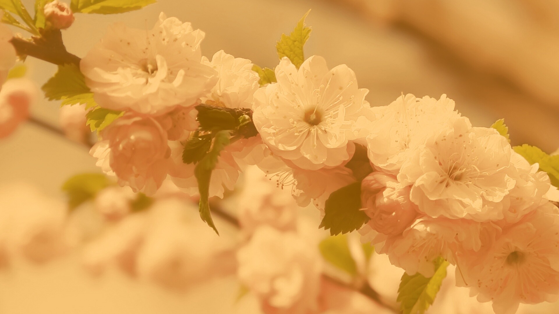 Ветка с цветами обои