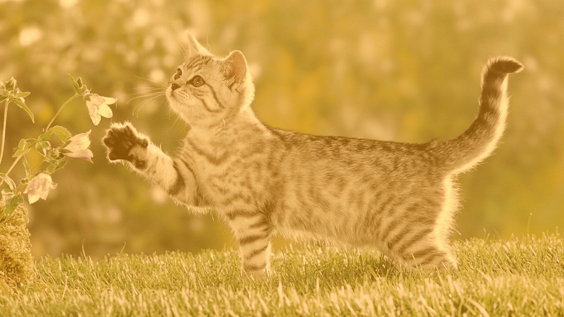 Котенок играет с цветами обои