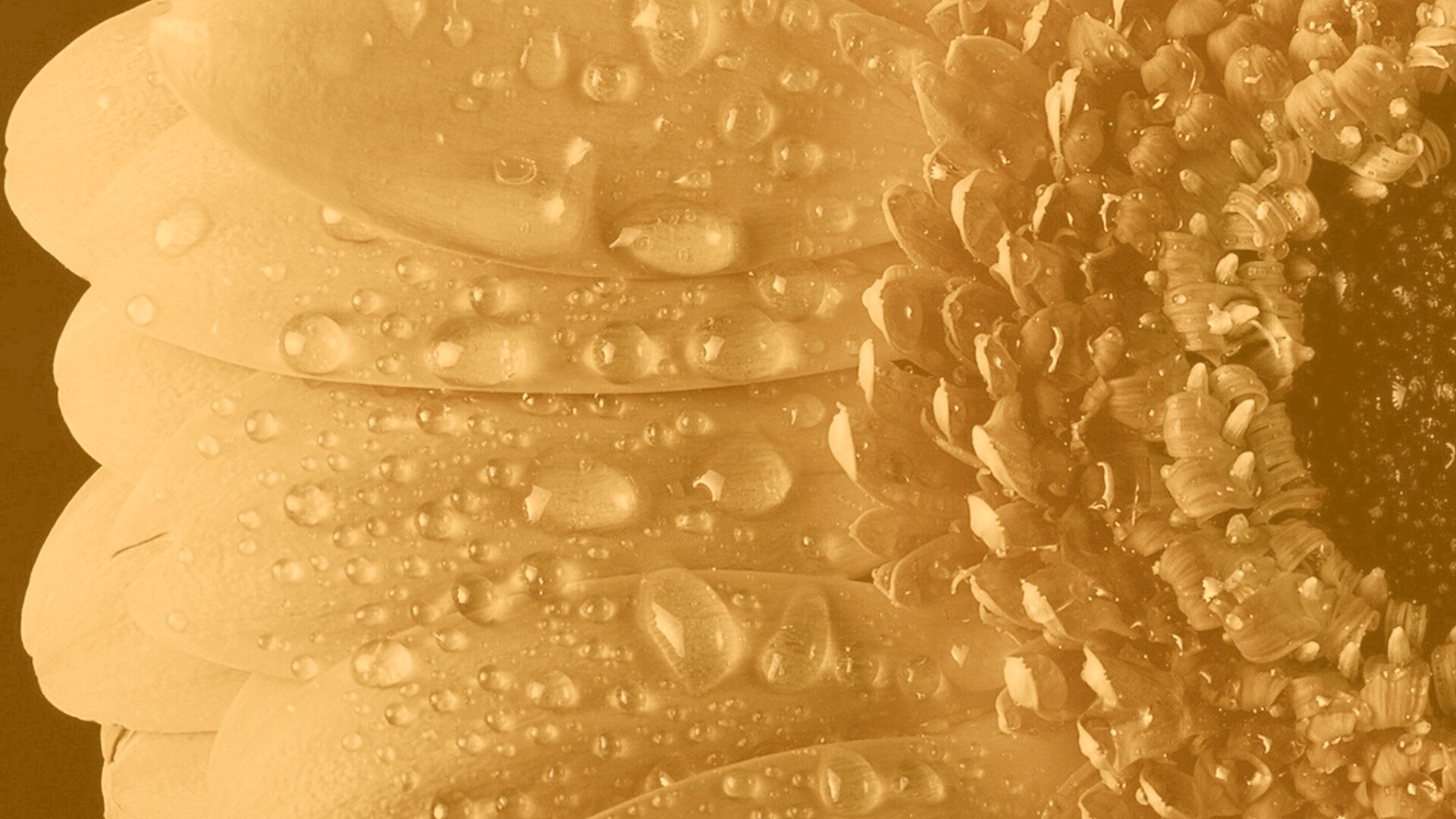 Капли на лепестках гербера обои